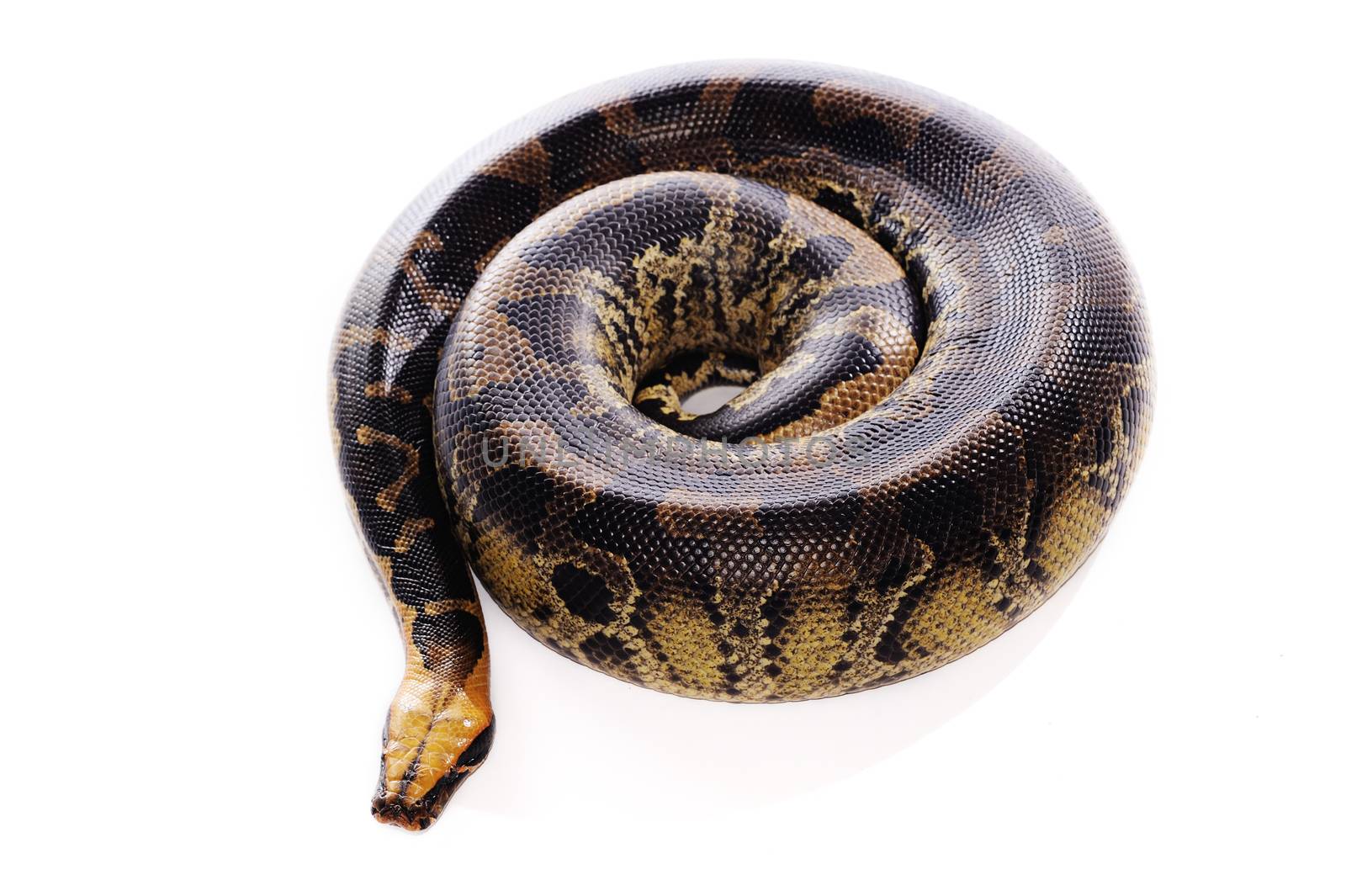 Pastel snake by untouchablephoto