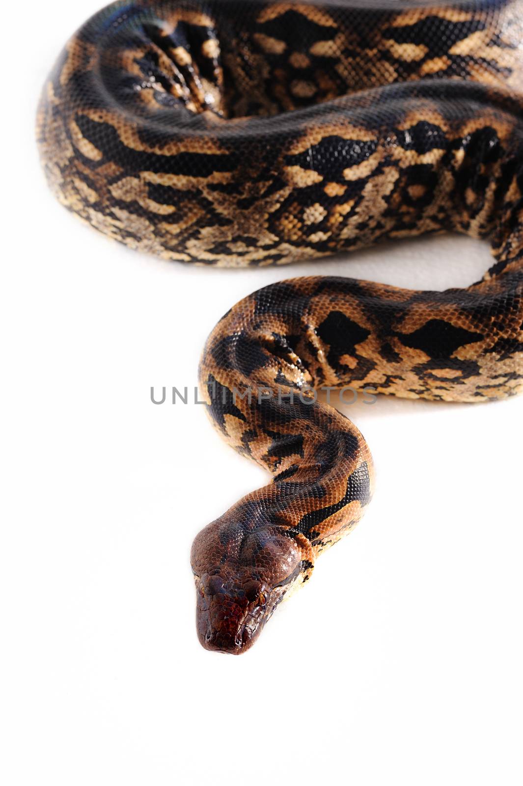 Pastel snake by untouchablephoto