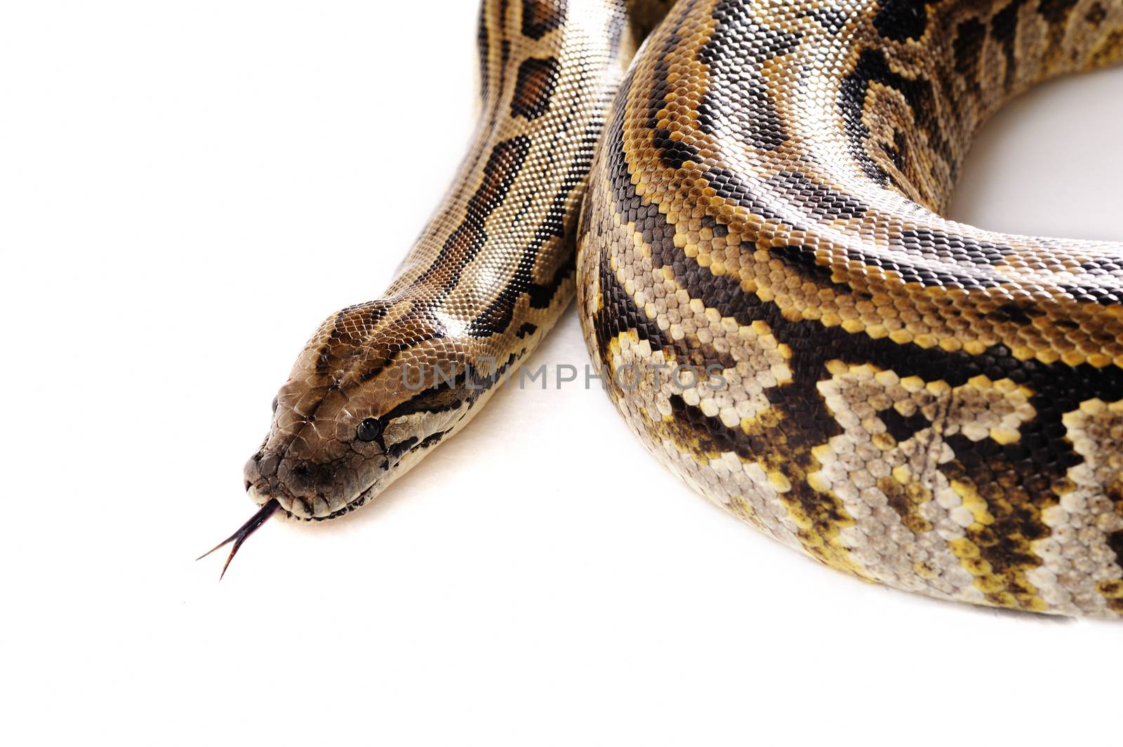 Viper Boa snake wild reptile animal