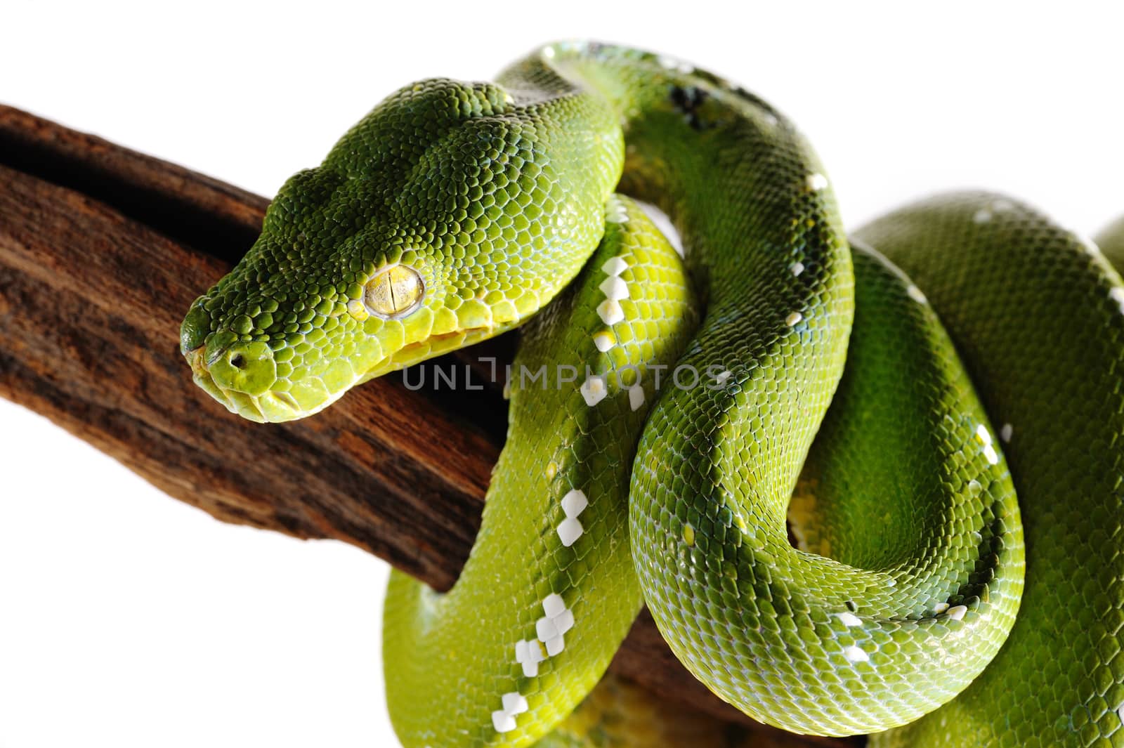 Green pit viper snake wild animal