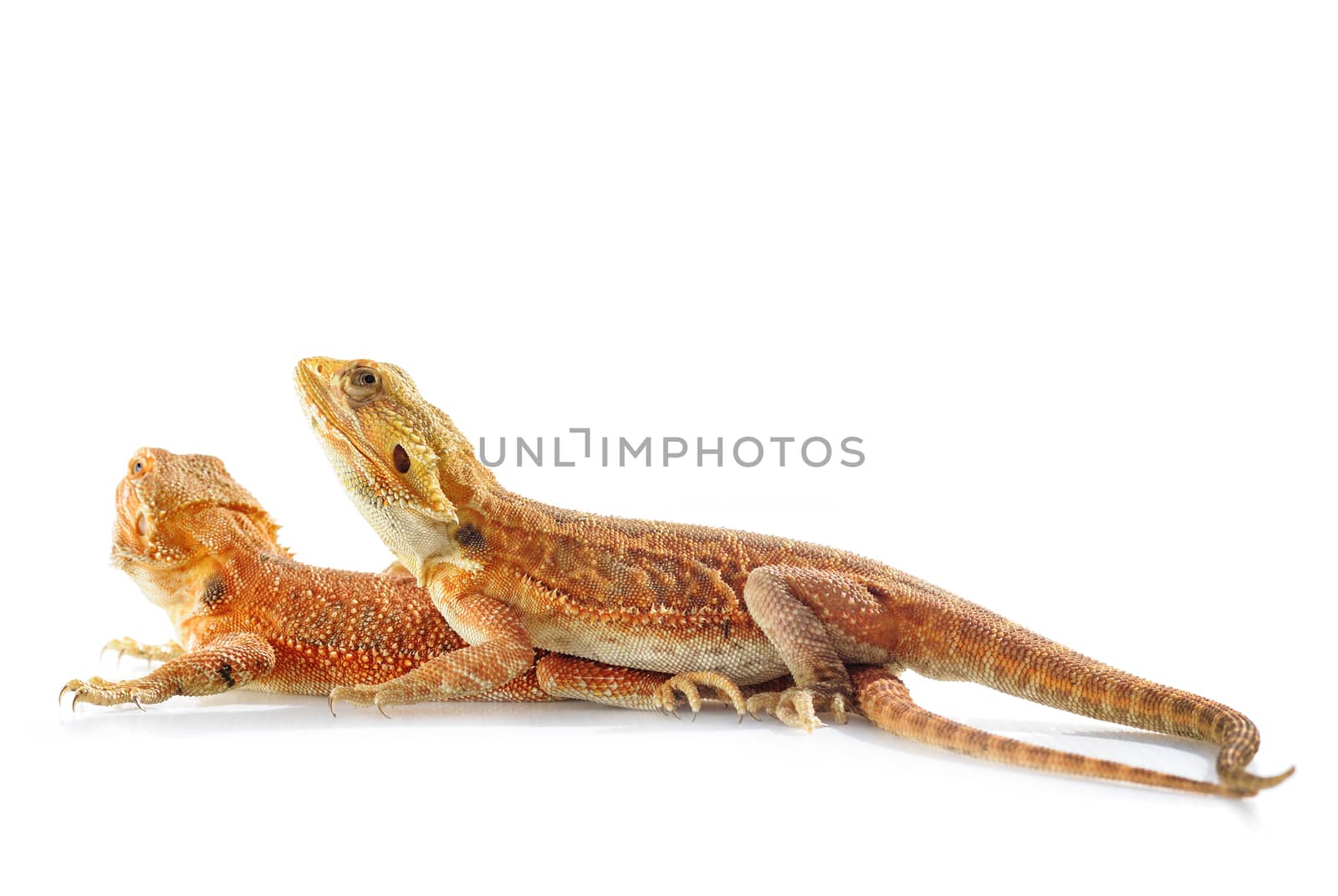 Two lizard wild life animal in white background