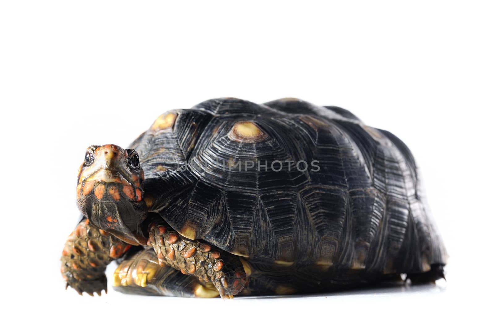 Turtle by untouchablephoto