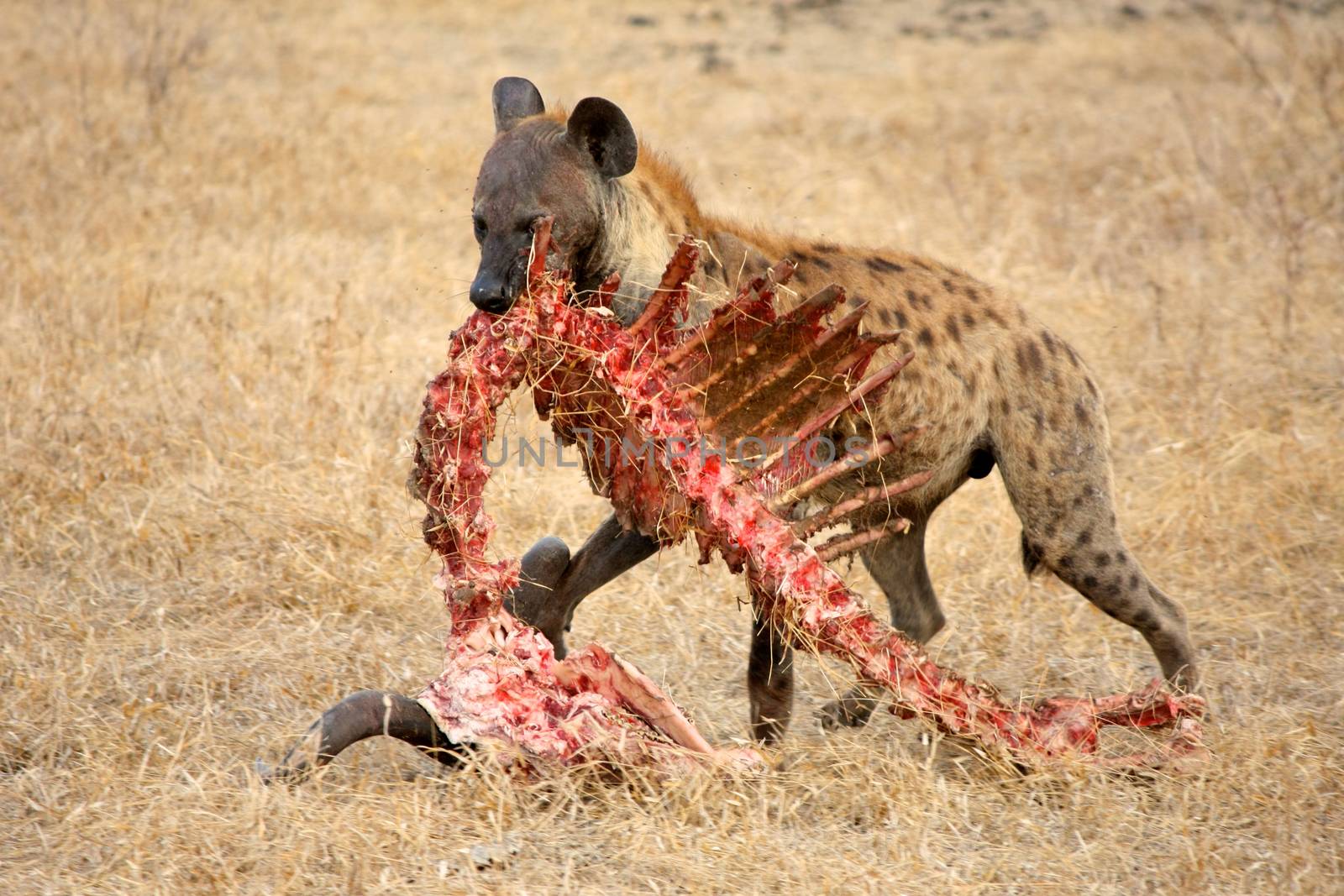 Hyena in national park Tanzania by moizhusein