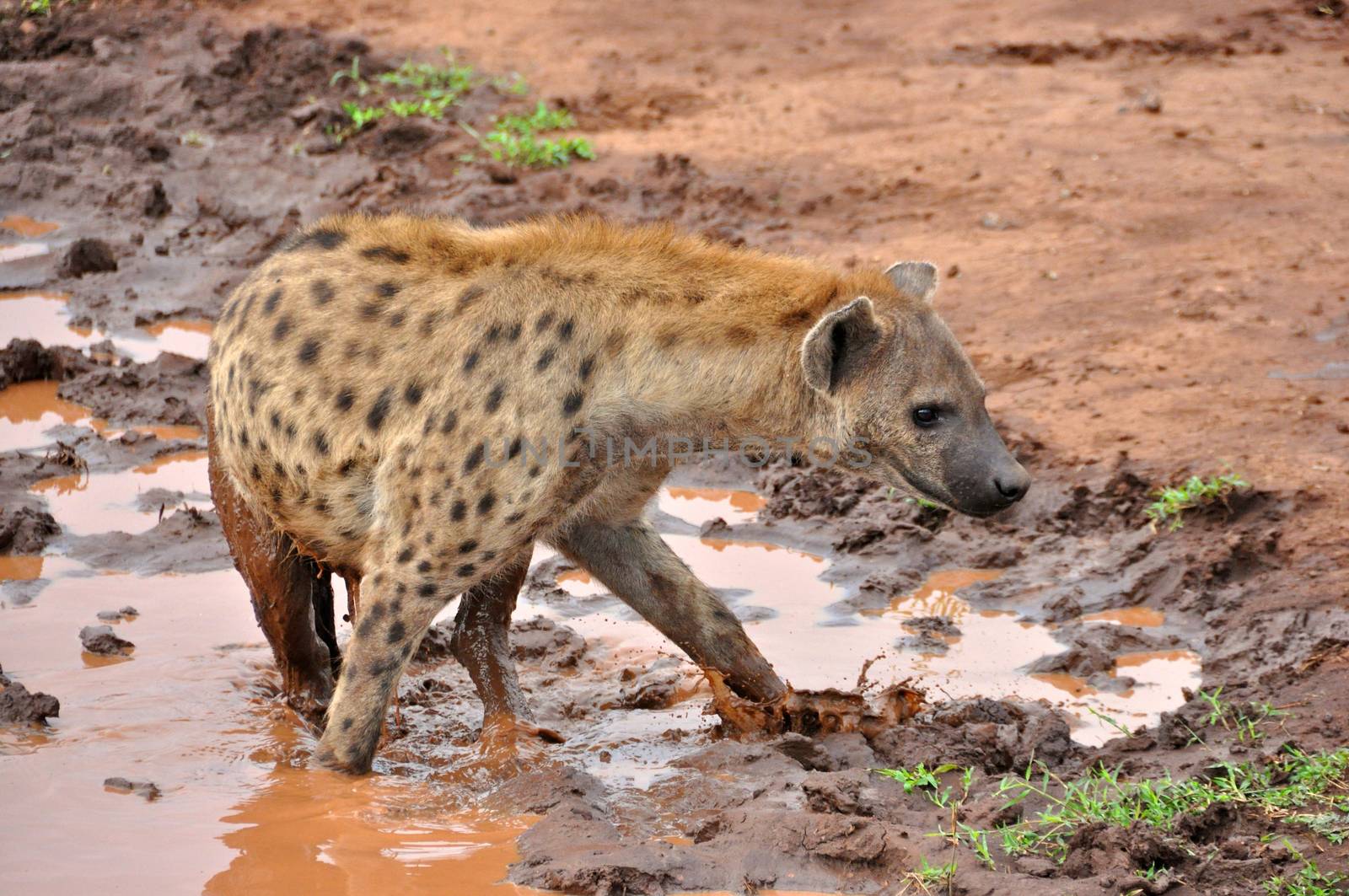Hyena in national park Tanzania