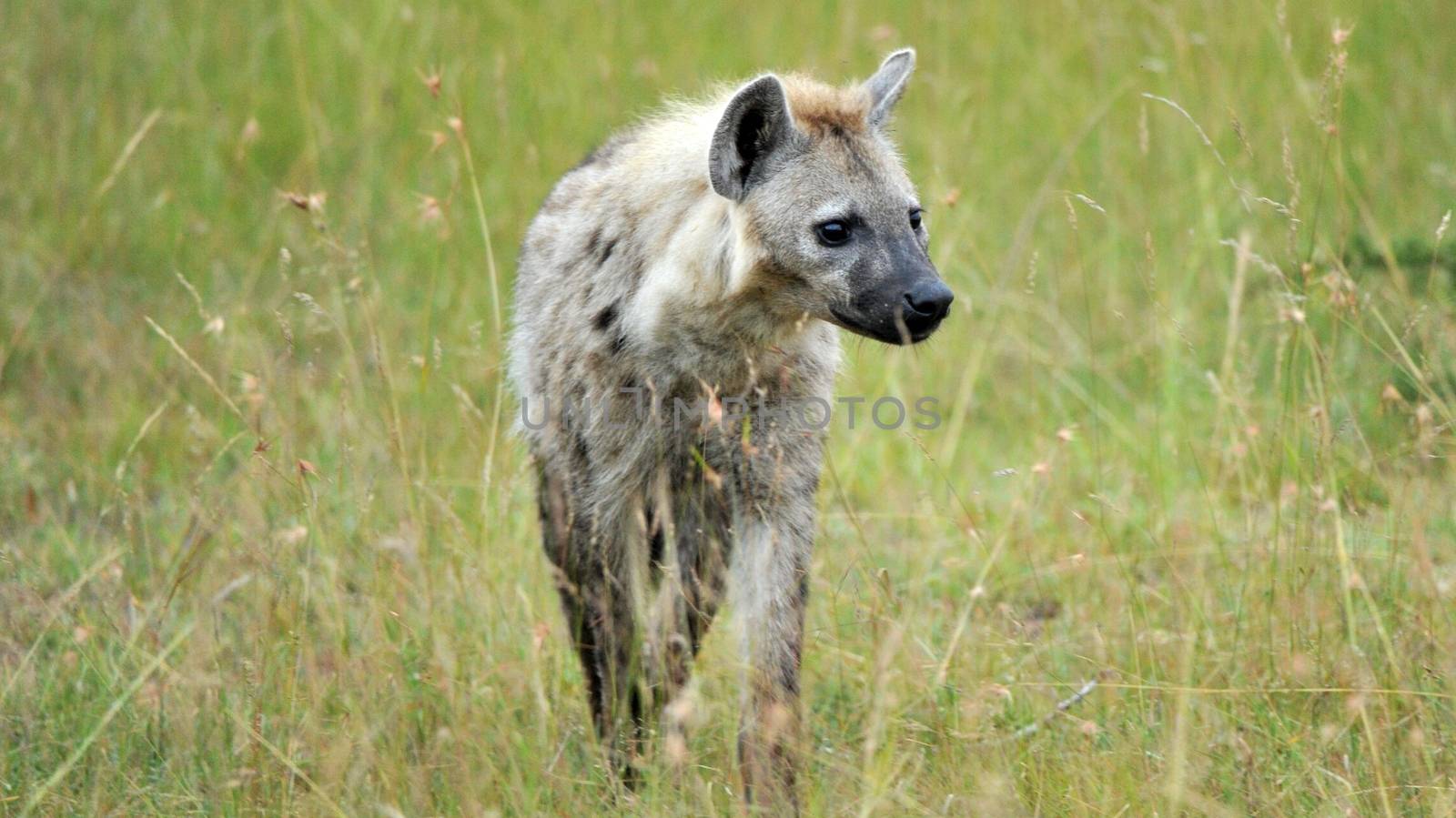 Hyena in national park Tanzania