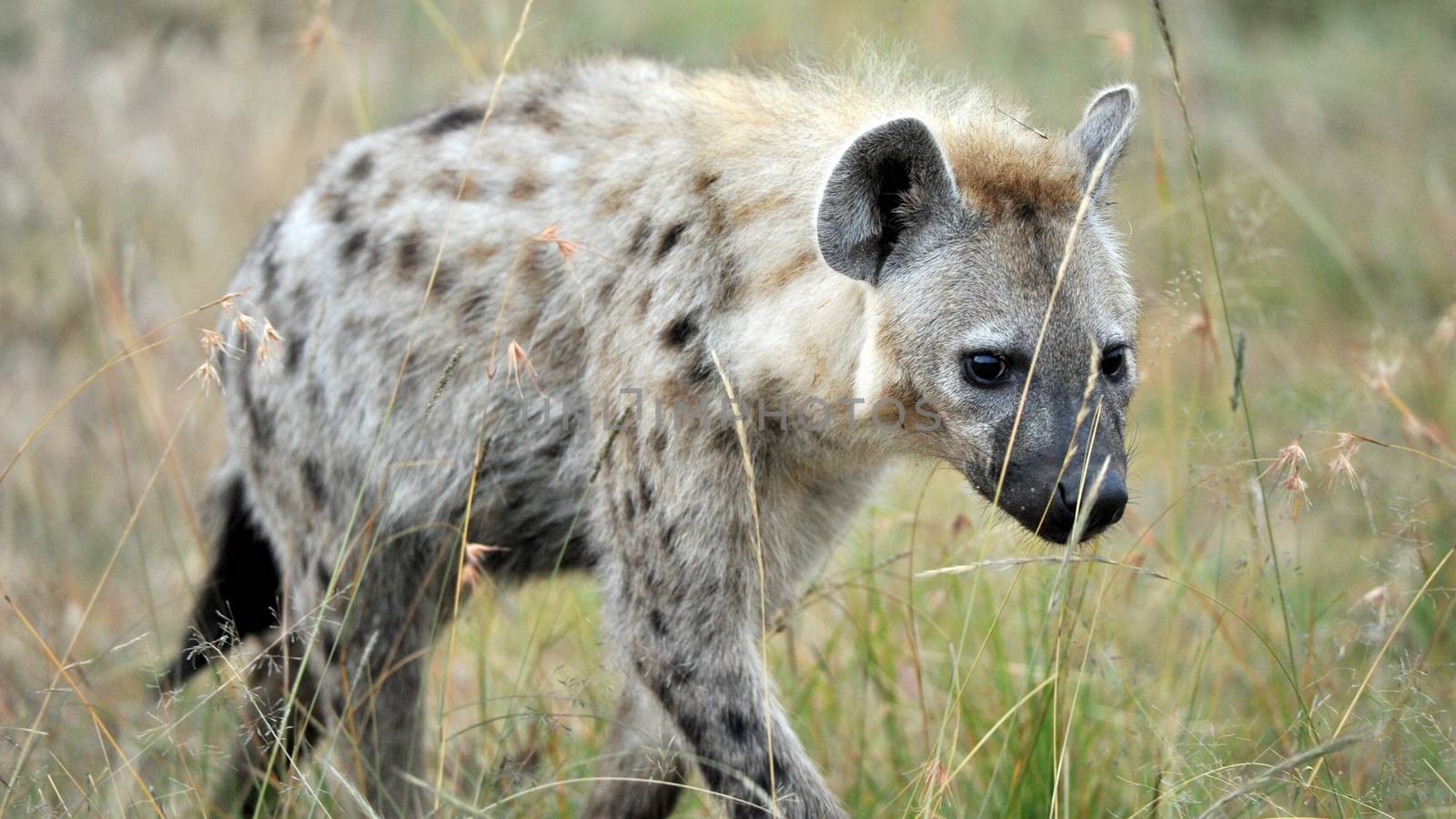 Hyena in national park Tanzania by moizhusein