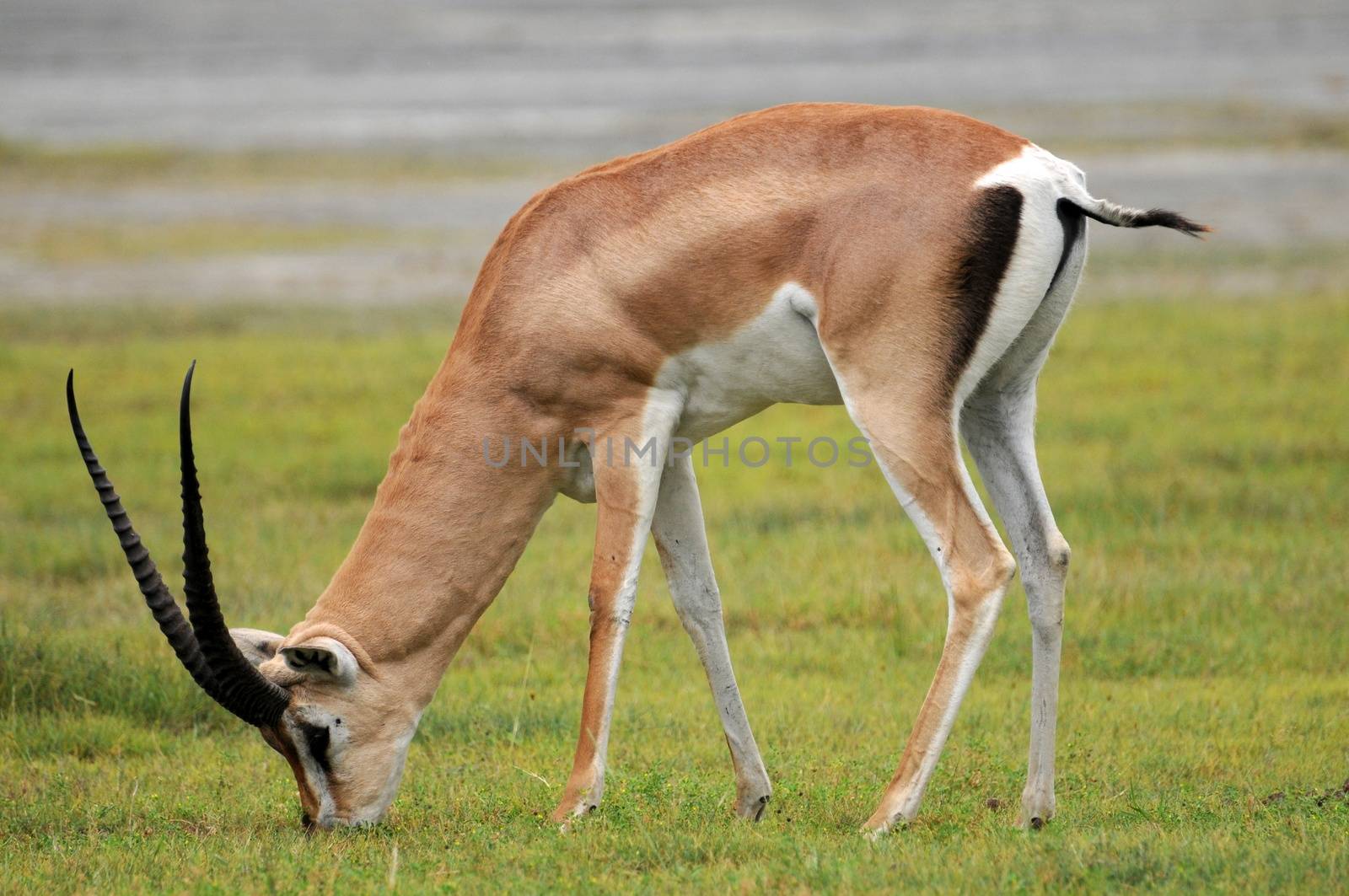 impala in national park Tanzania by moizhusein