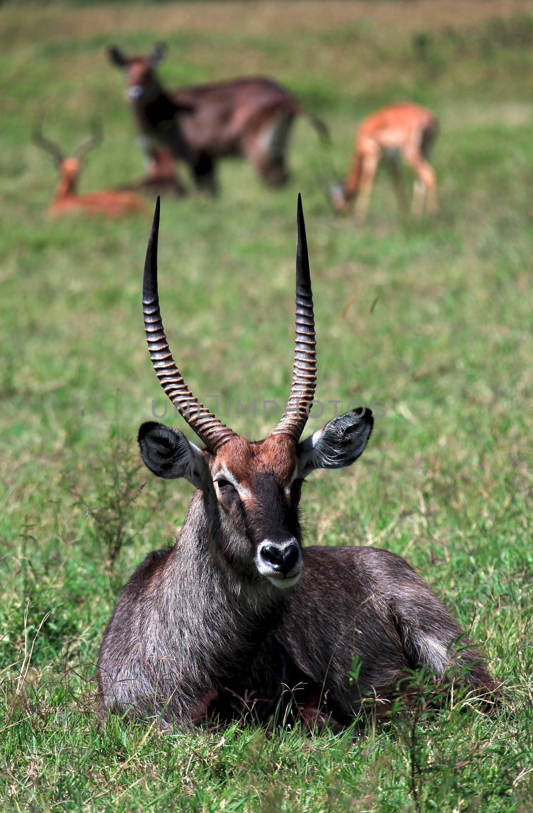 impala in national park Tanzania by moizhusein