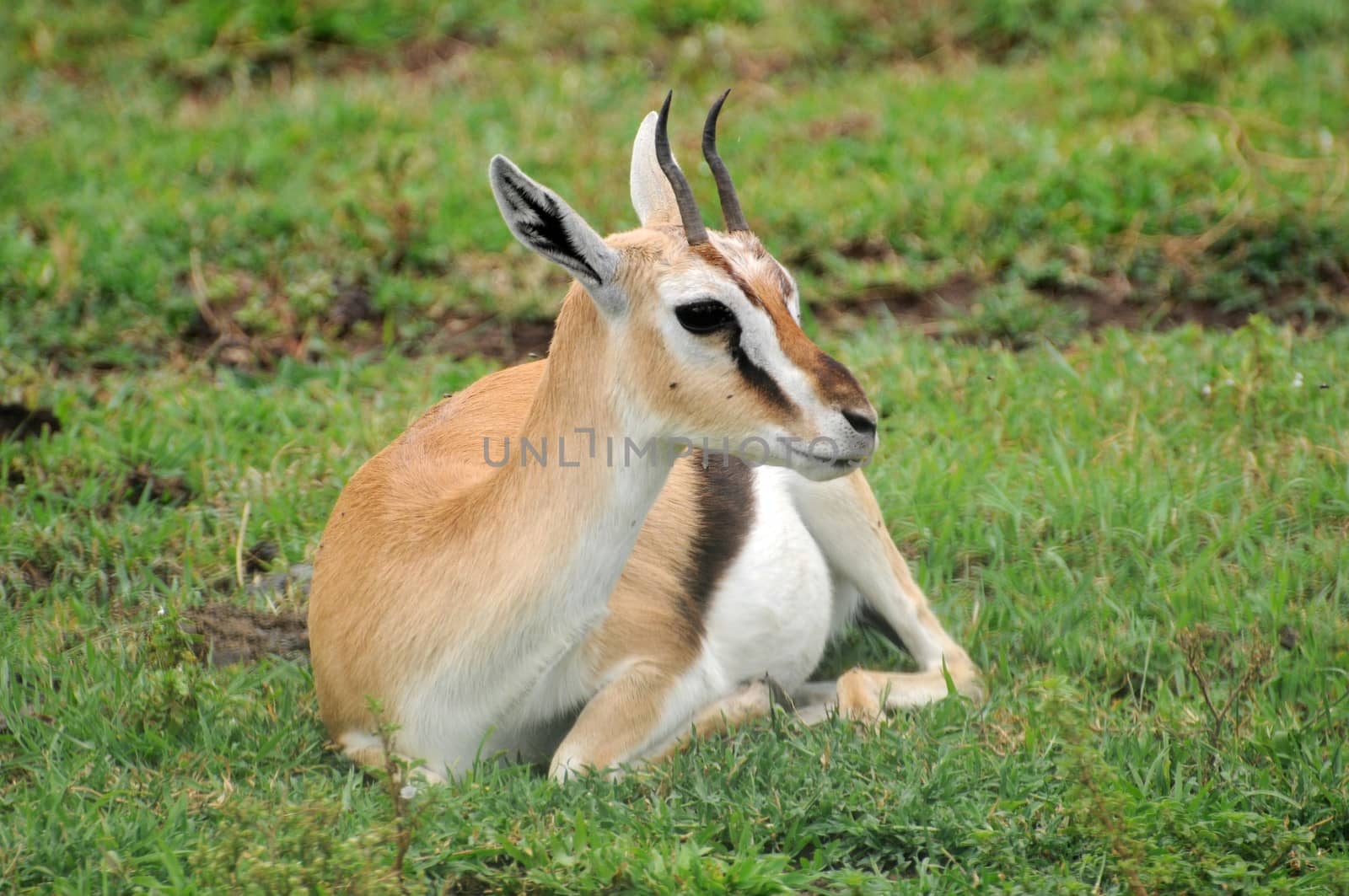 impala in the wild