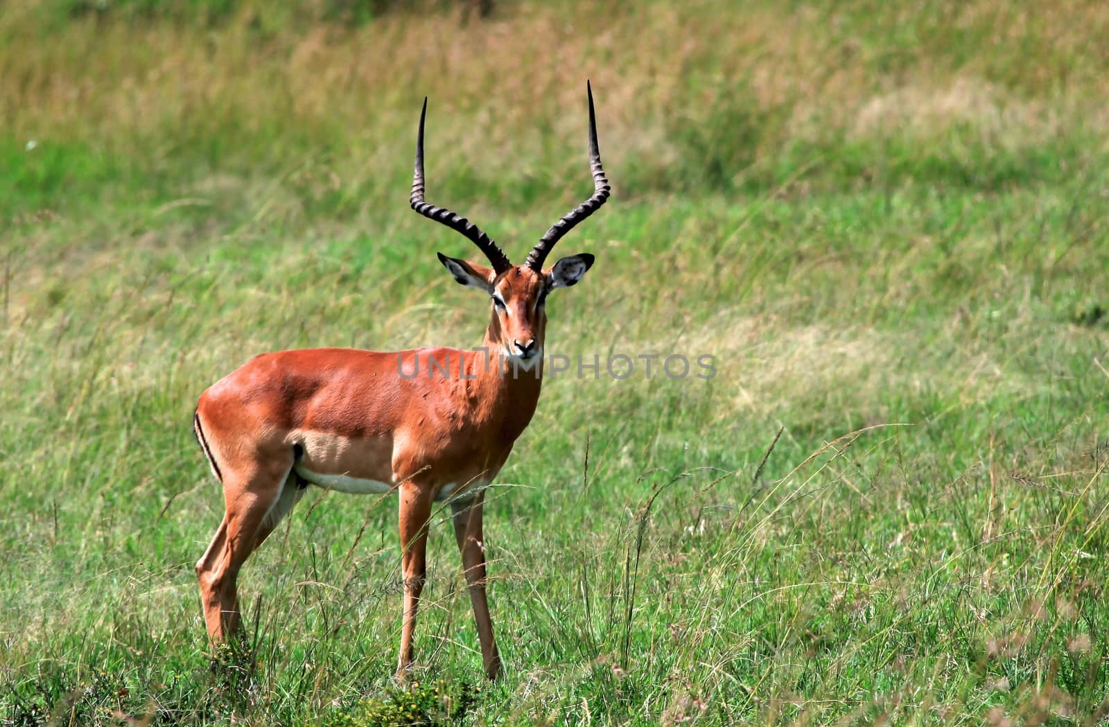 impala in the wild