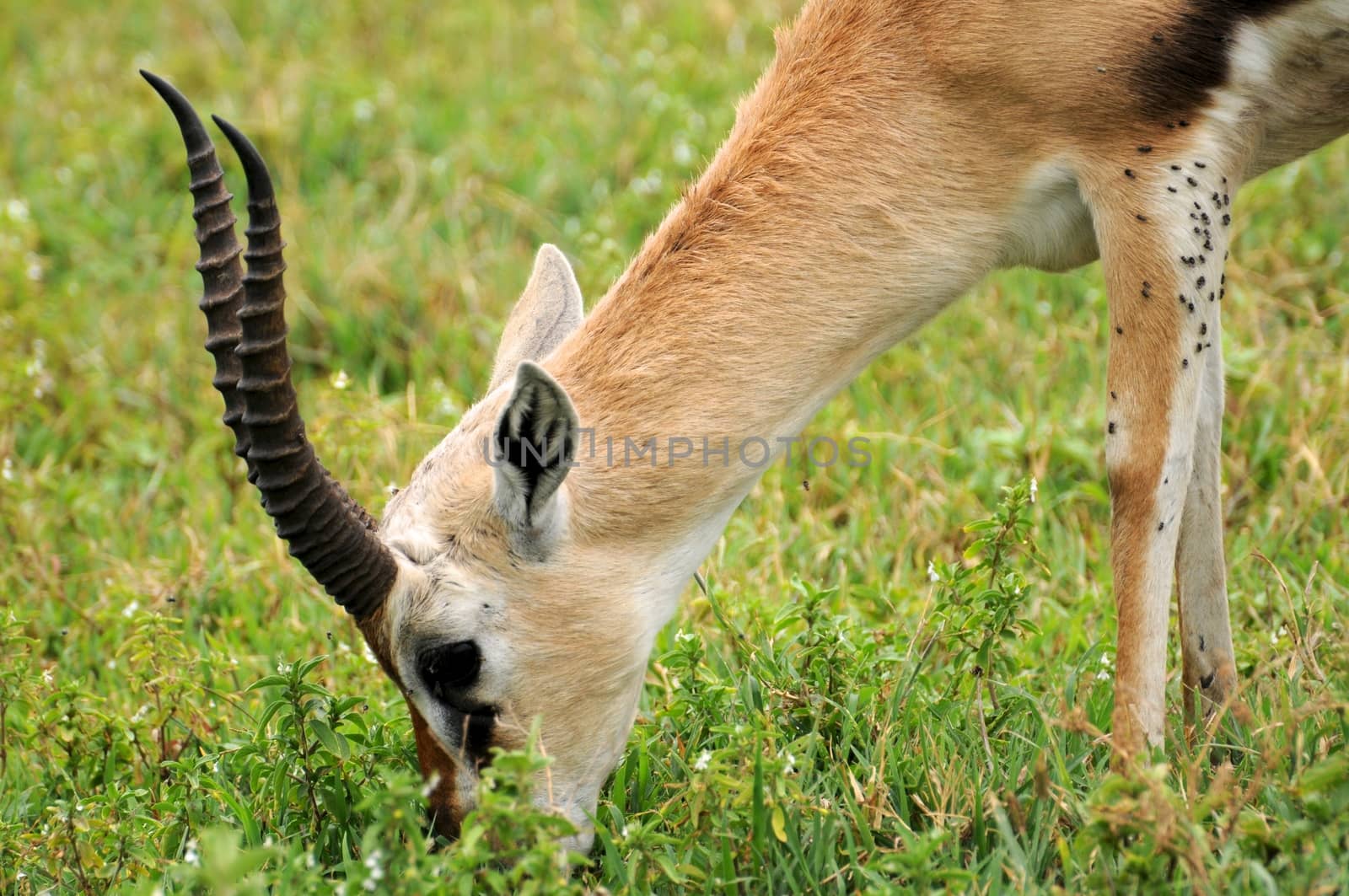 impala in national park Tanzania by moizhusein