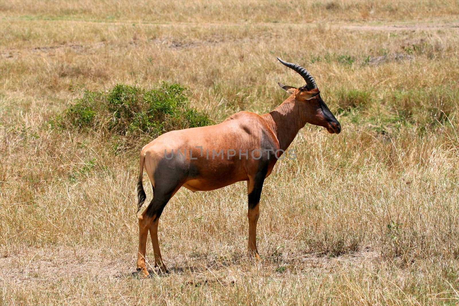 impala in the wild