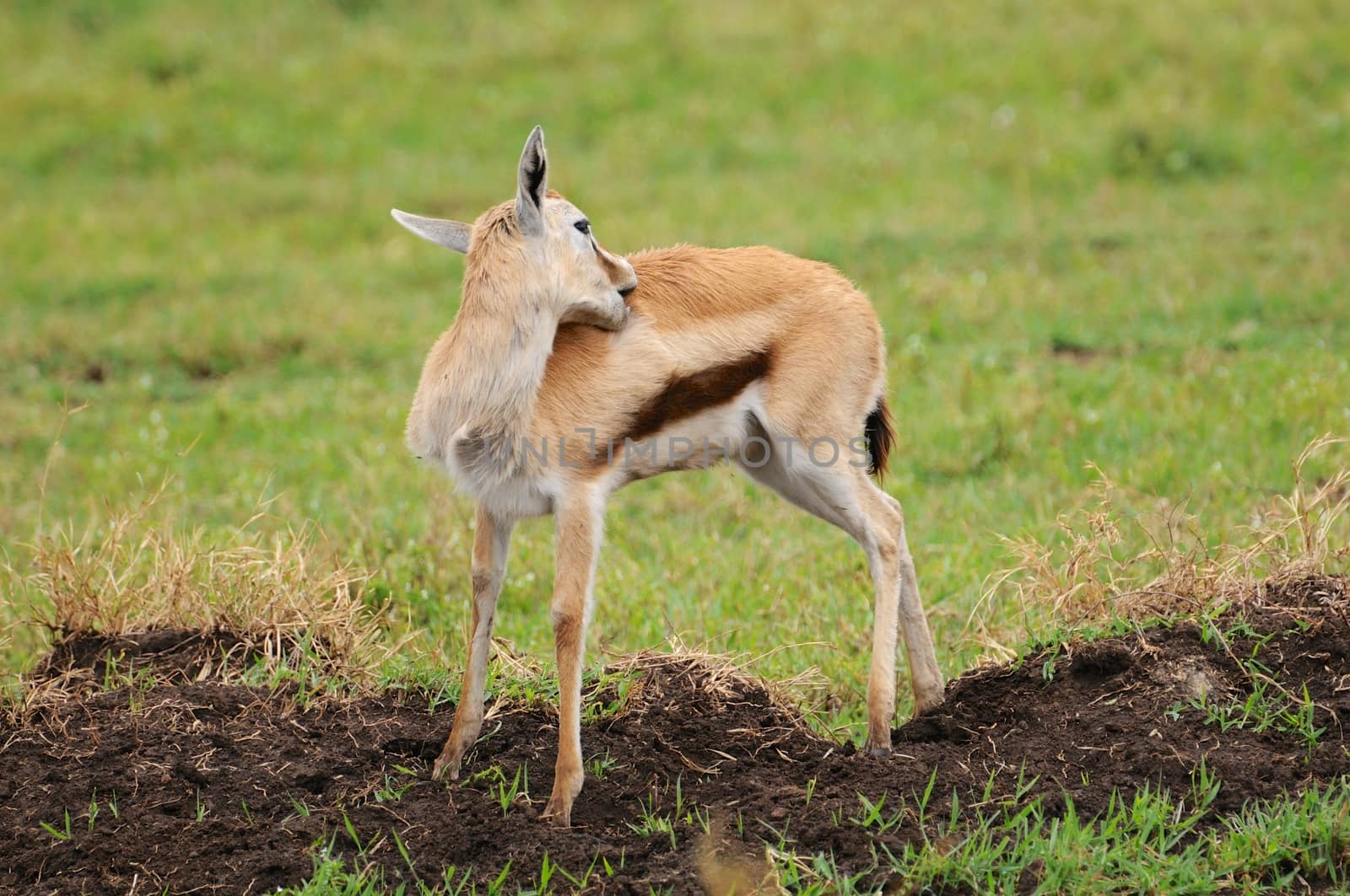 impala in national park Tanzania by moizhusein