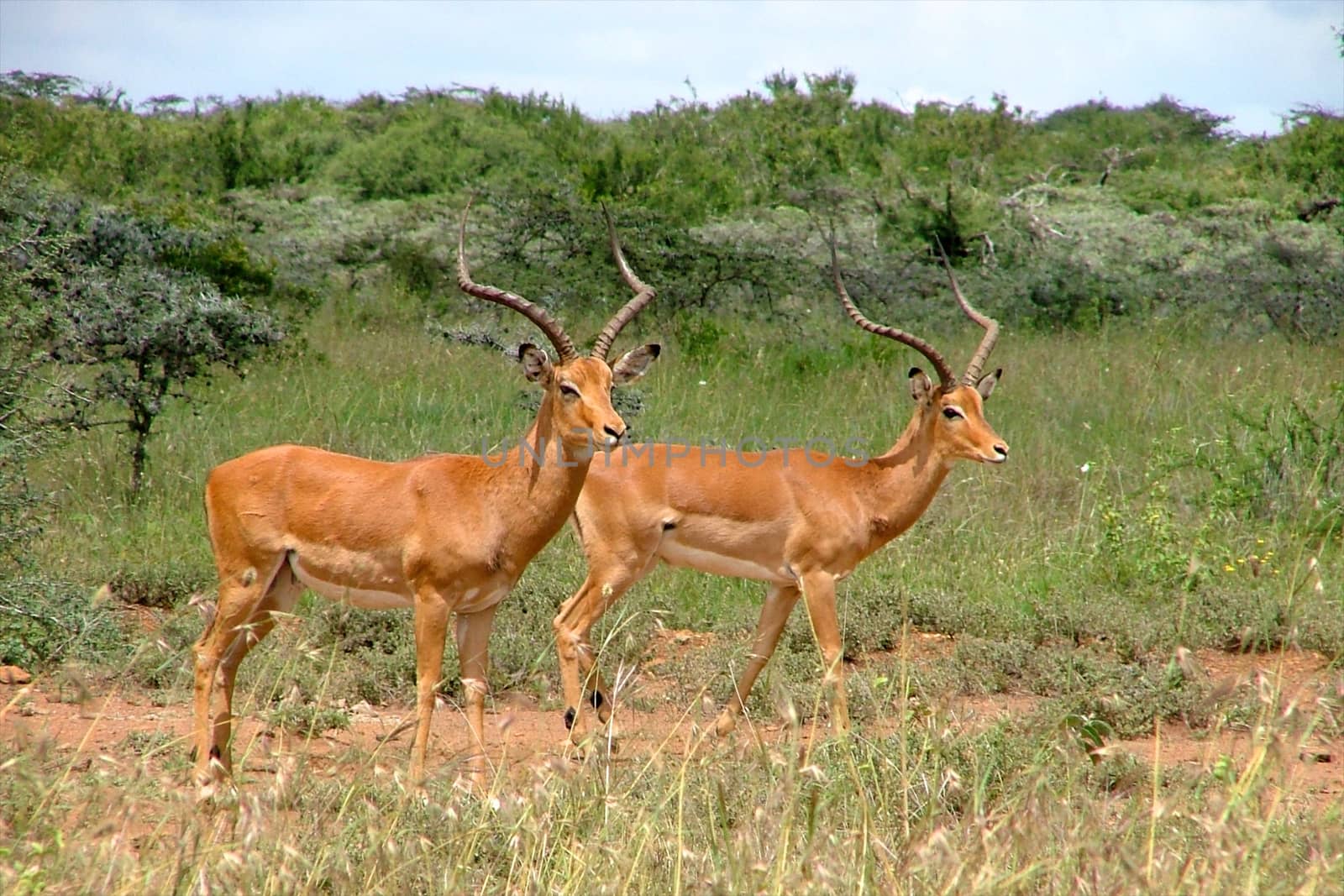 impala in the wild