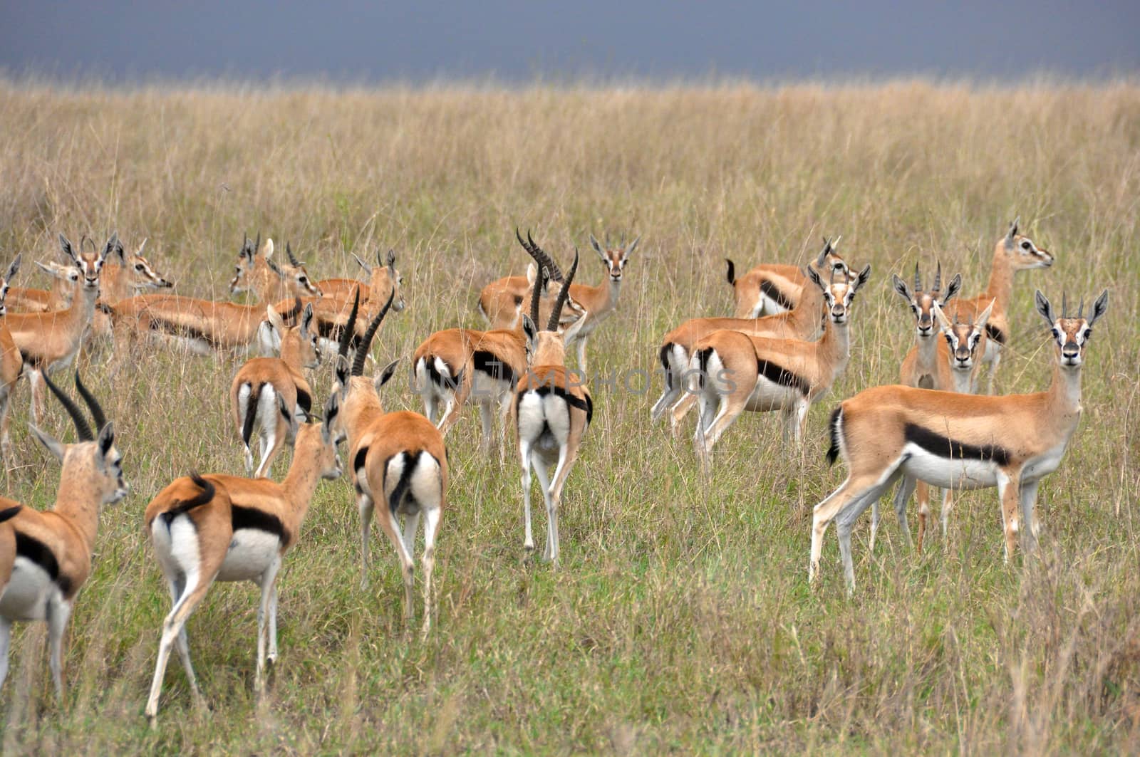 impala in the wild