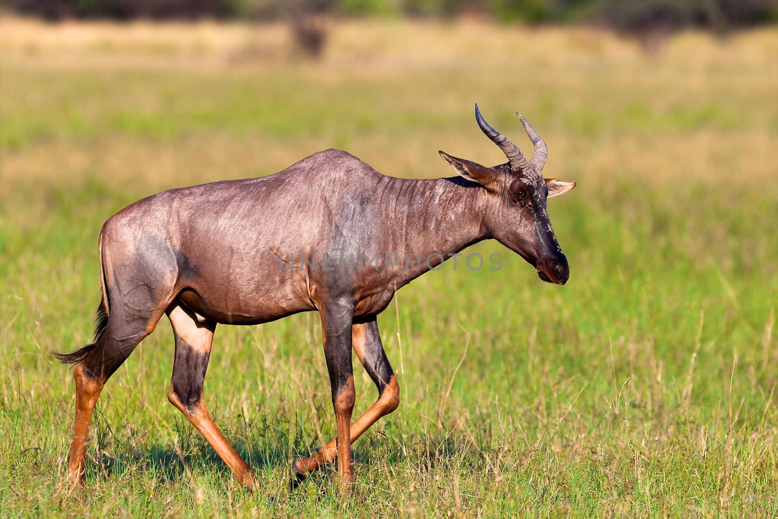 impala in the wild