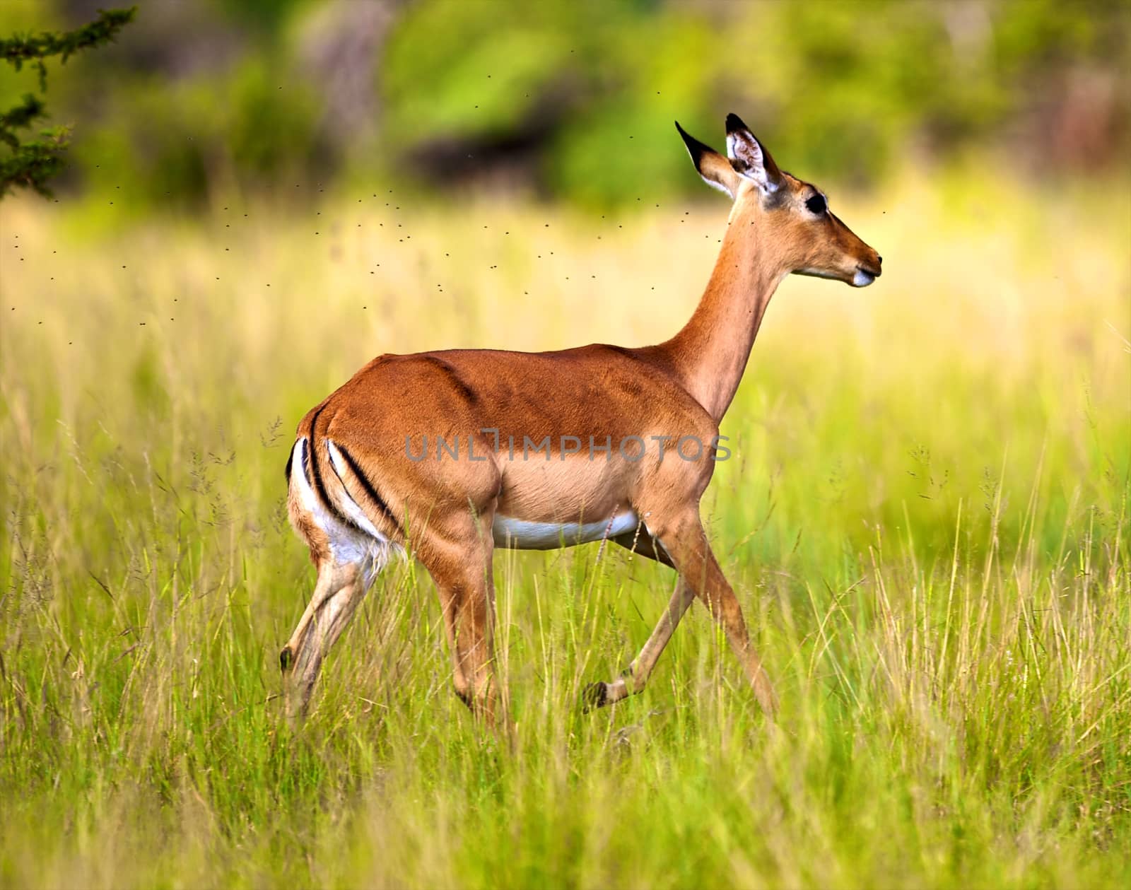 impala in the wild