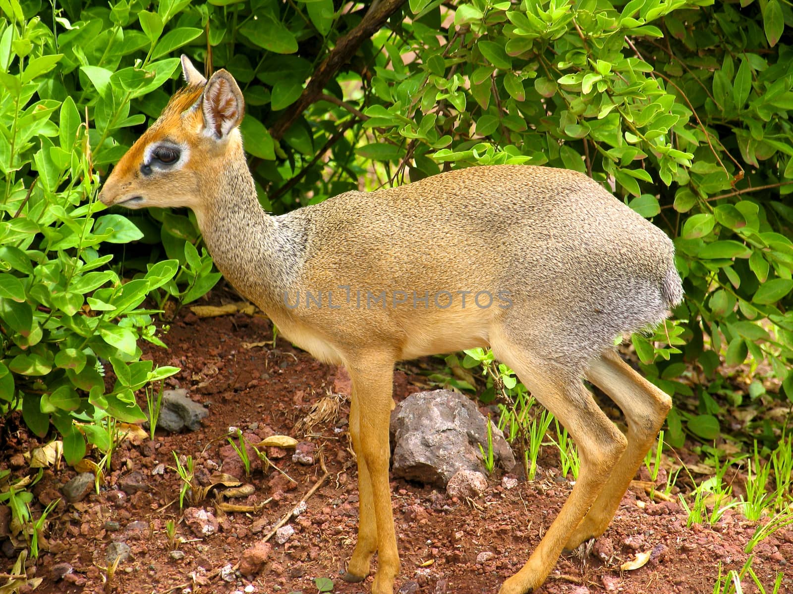 impala in the wild