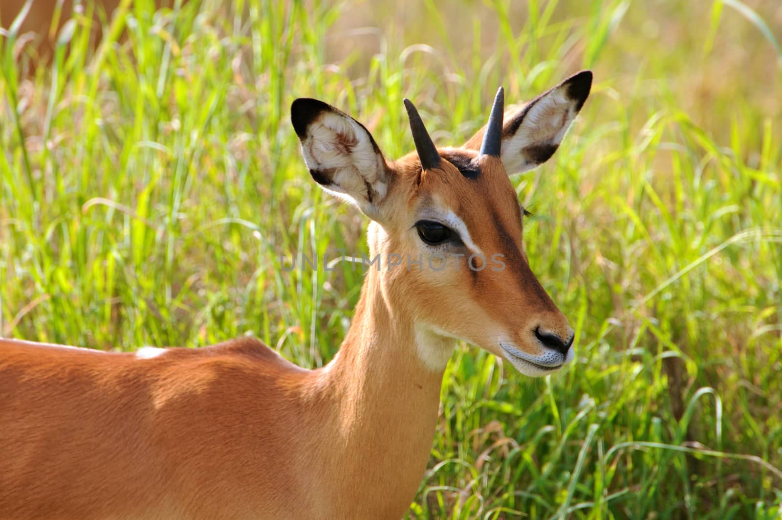 impala in national park Tanzania by moizhusein