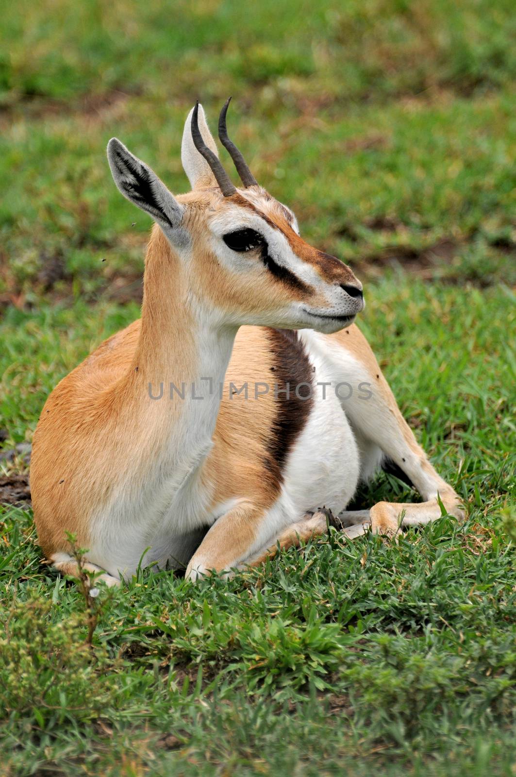 impala in the wild by moizhusein