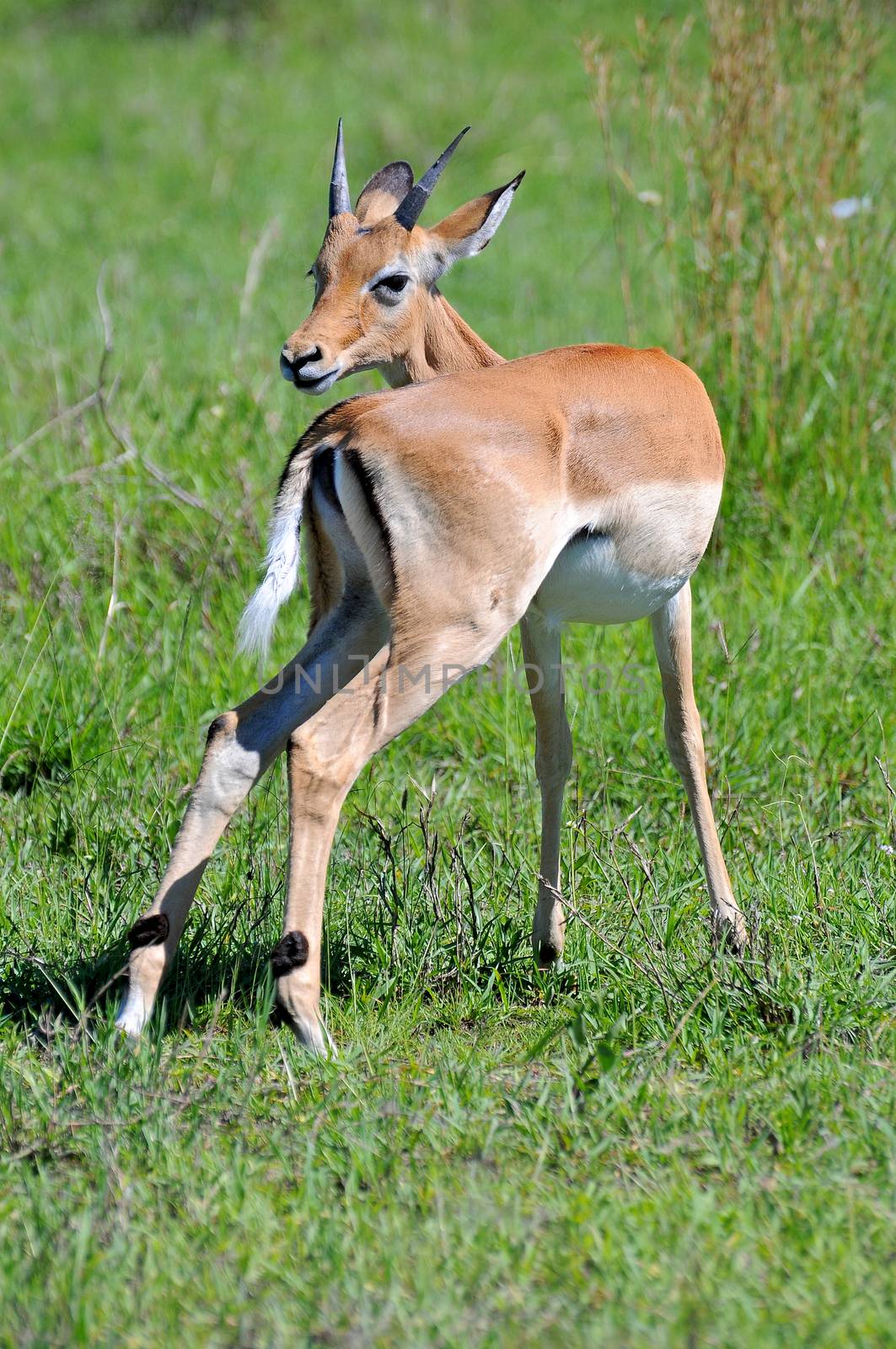 impala in the wild by moizhusein