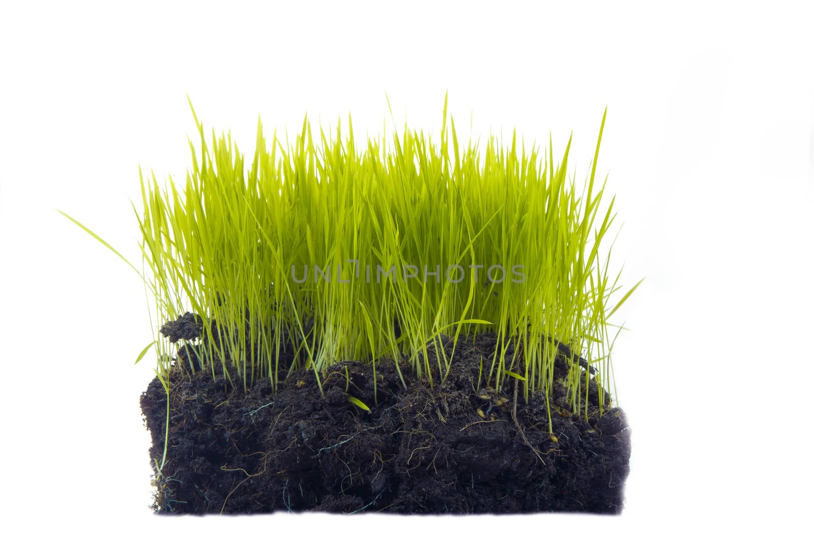 Grass with soil isolated on white