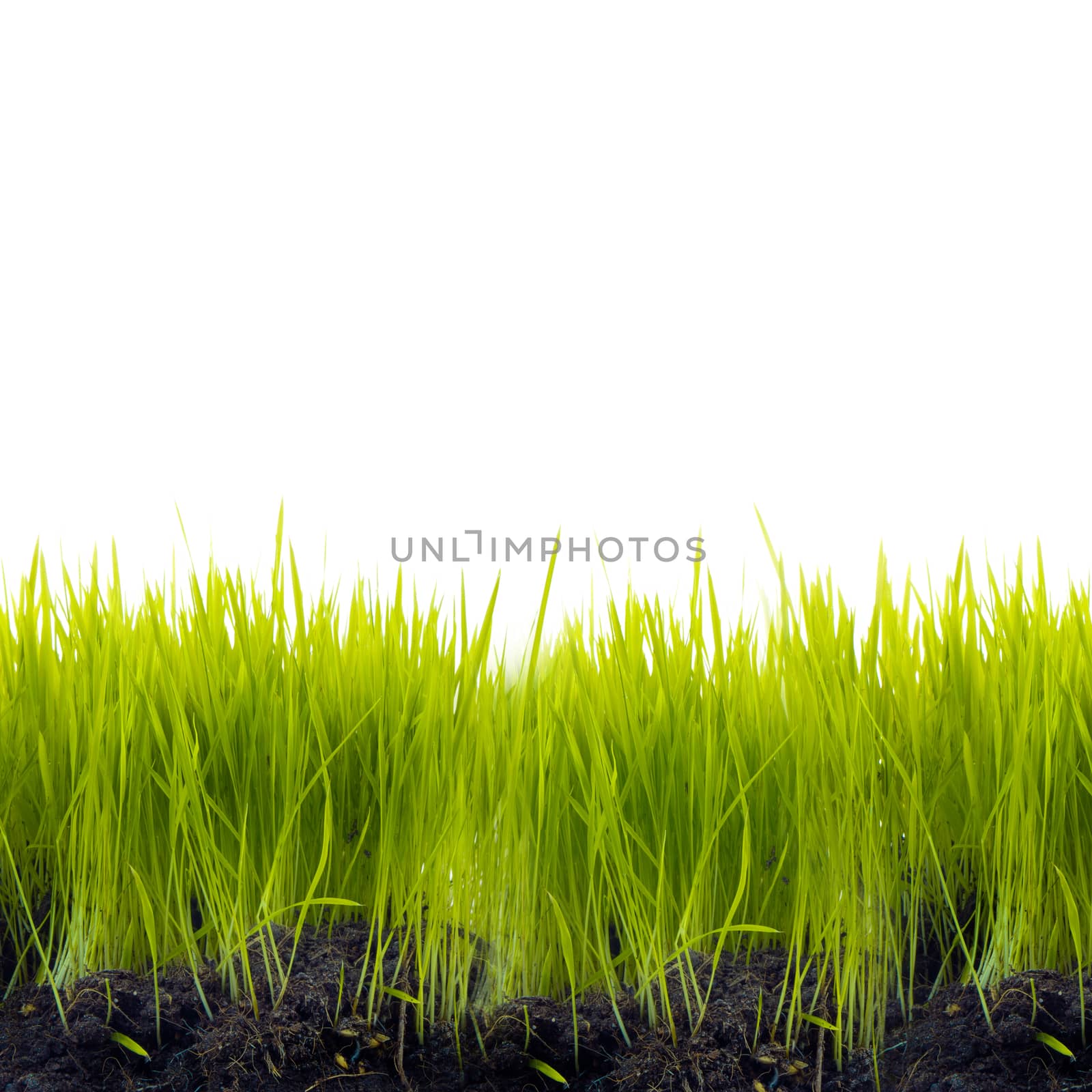 Grass with soil isolated on white