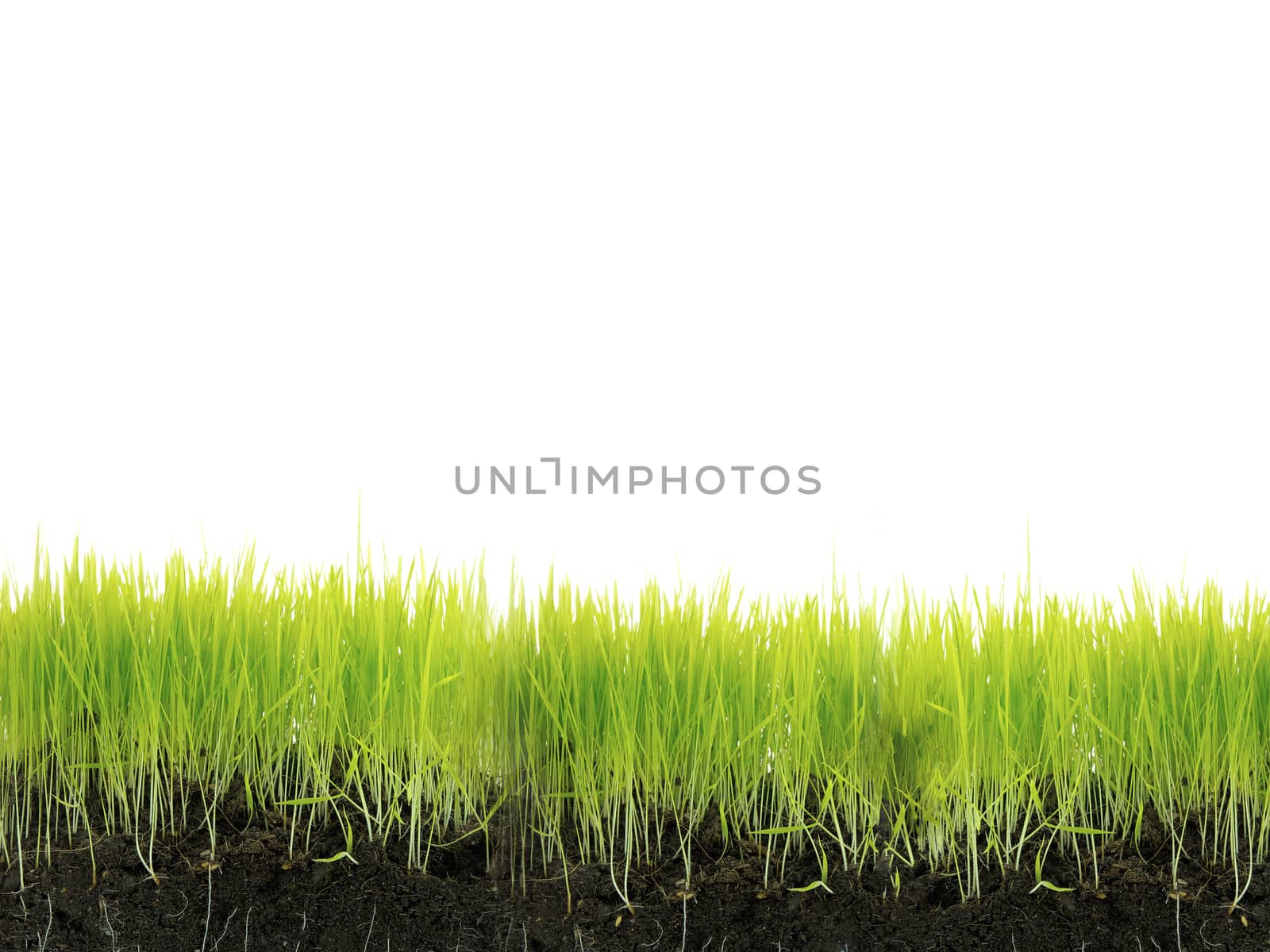 Grass with soil isolated on white