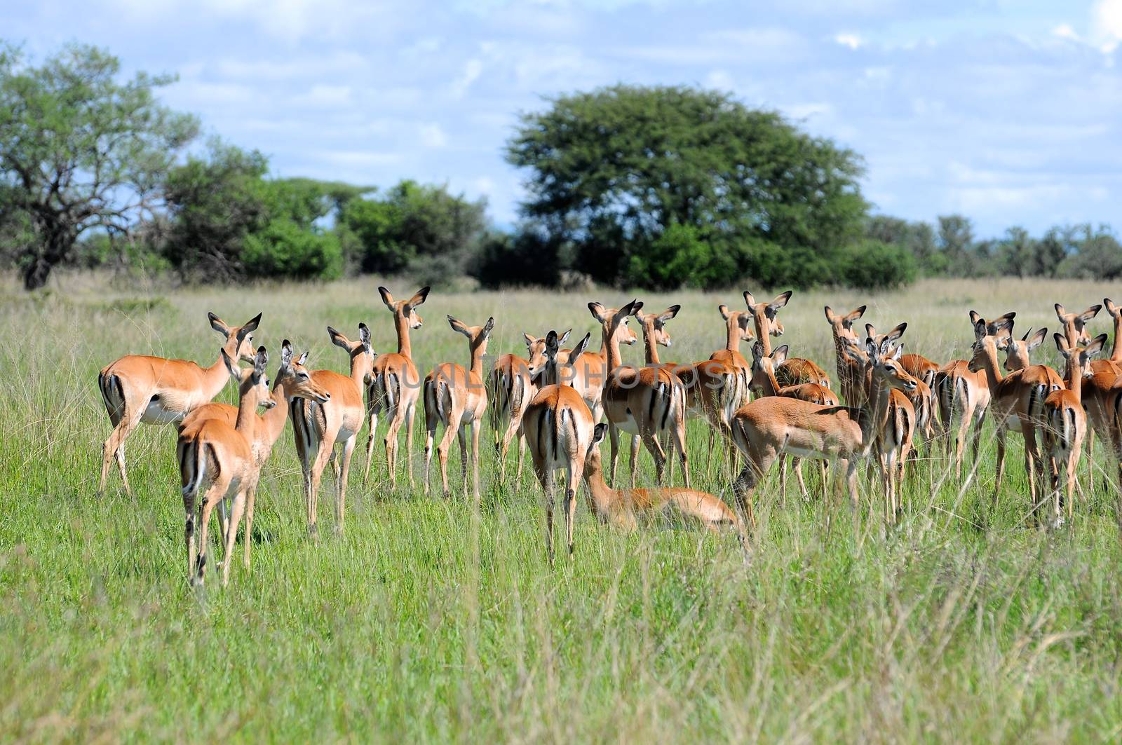 impala in the wild by moizhusein