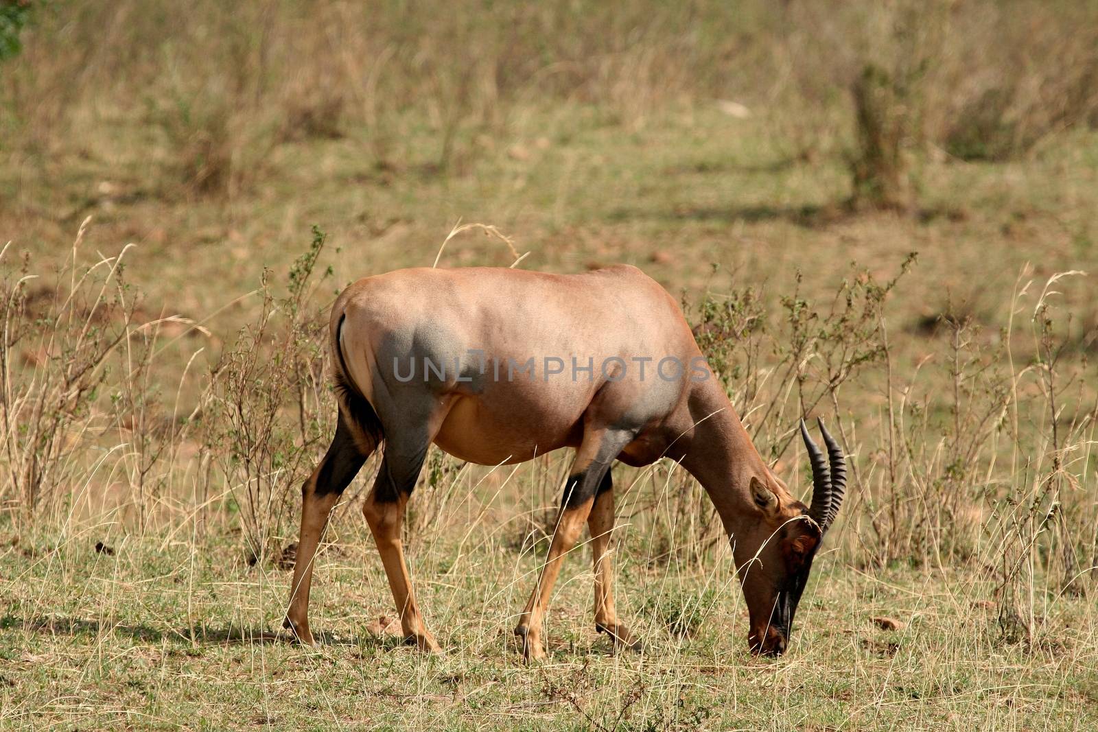 impala in the wild by moizhusein