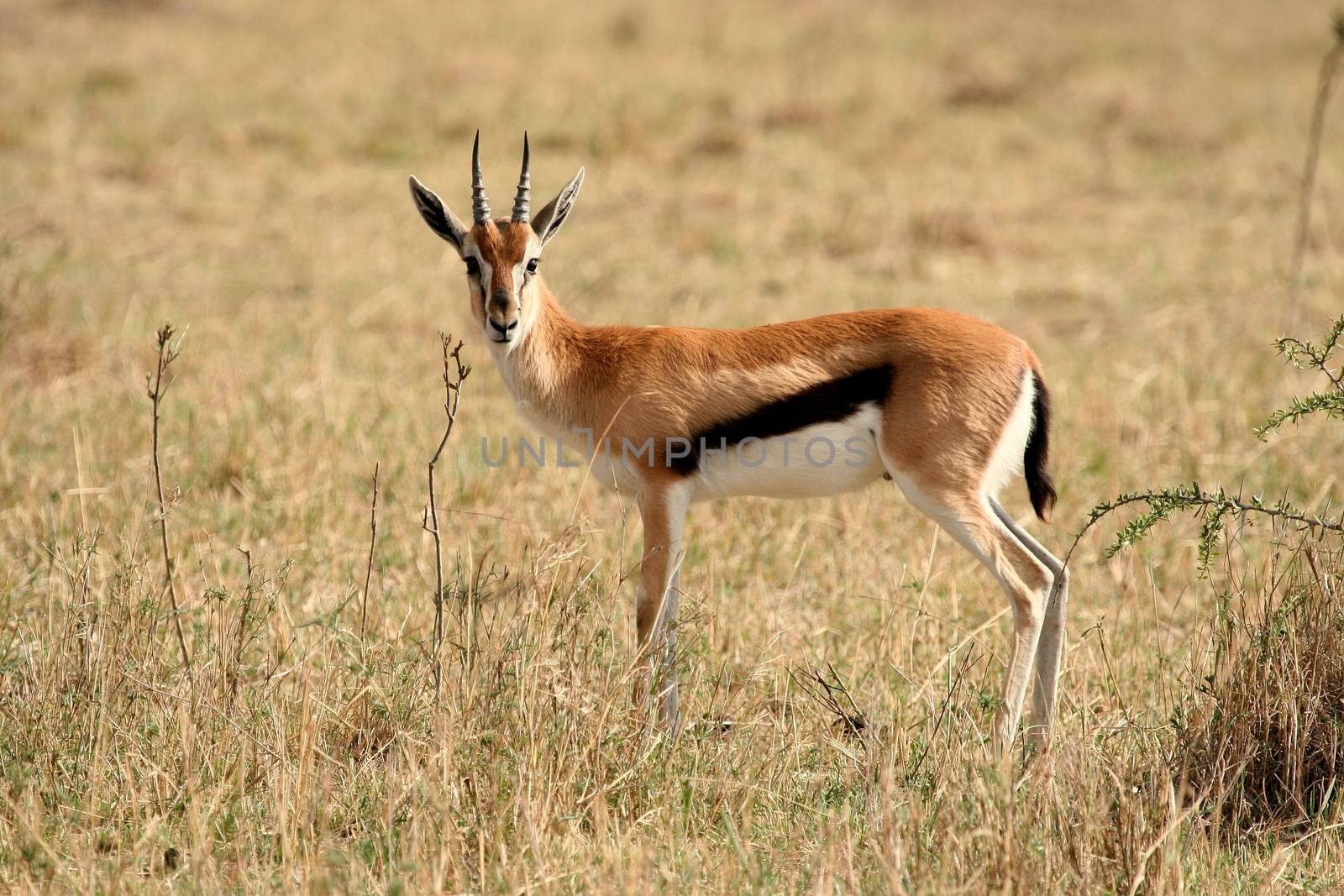 impala in the wild