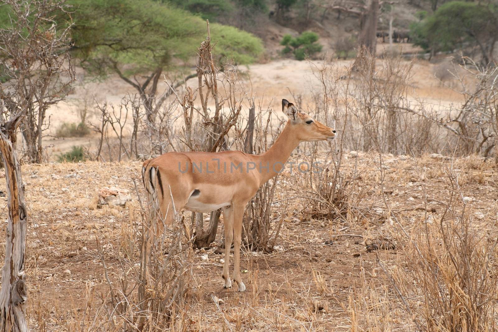 impala in the wild