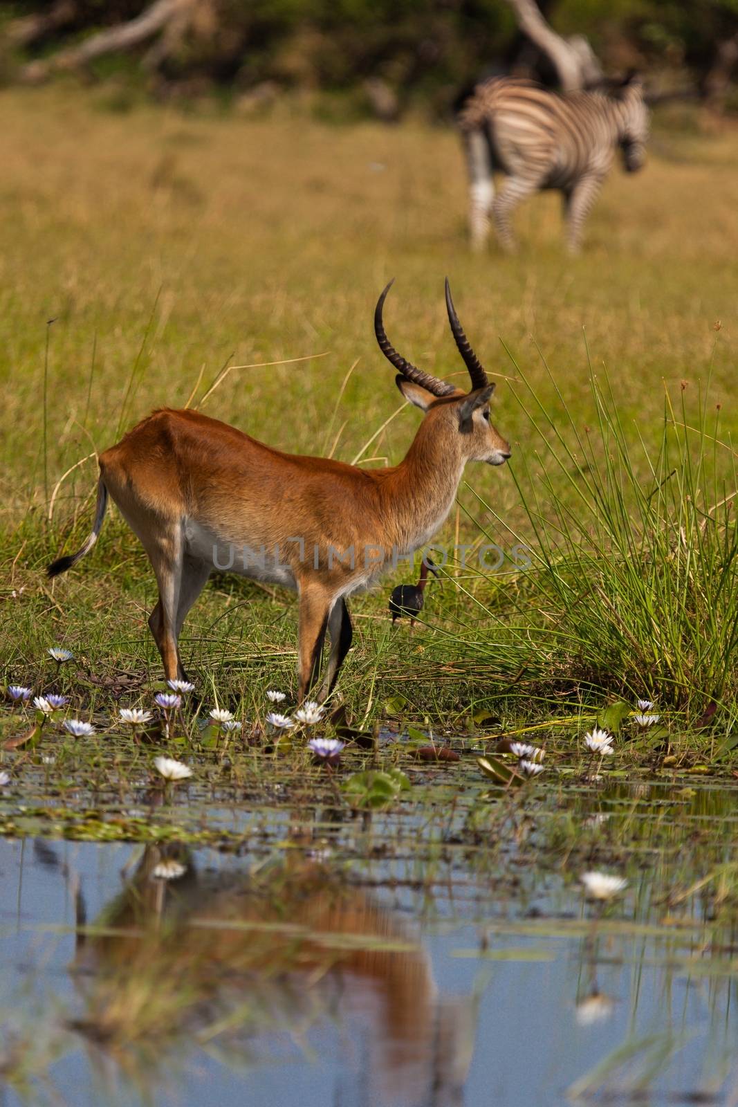 impala in the wild by moizhusein