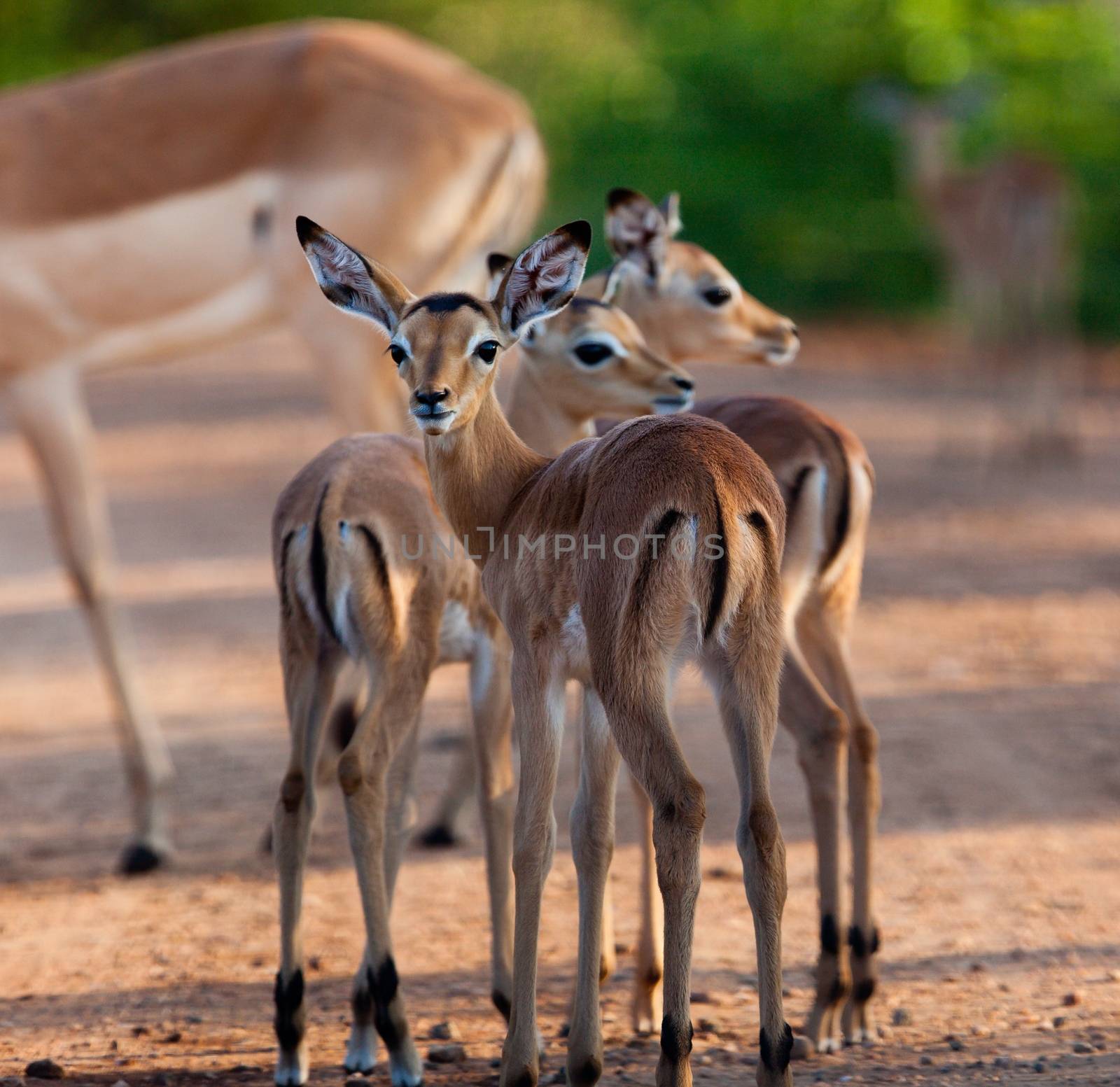 impala in the wild