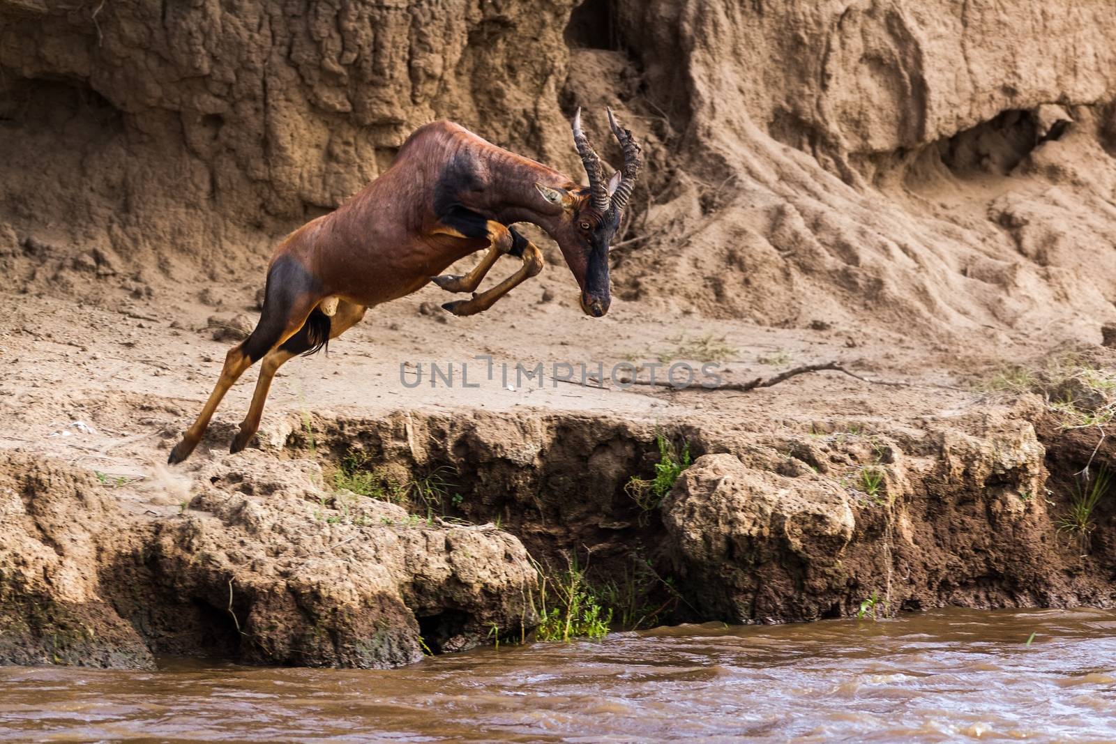 impala in the wild