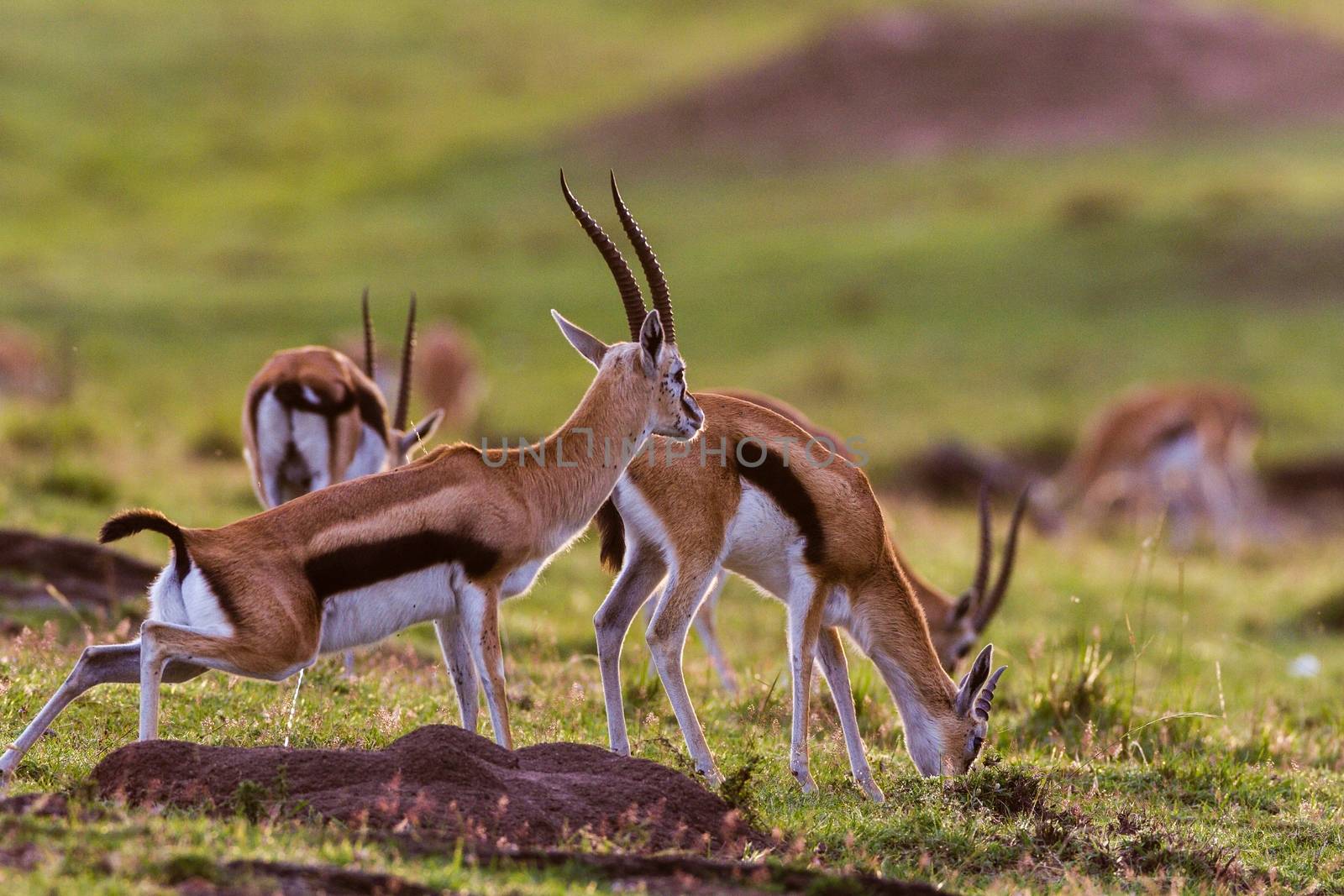 impala in the wild by moizhusein