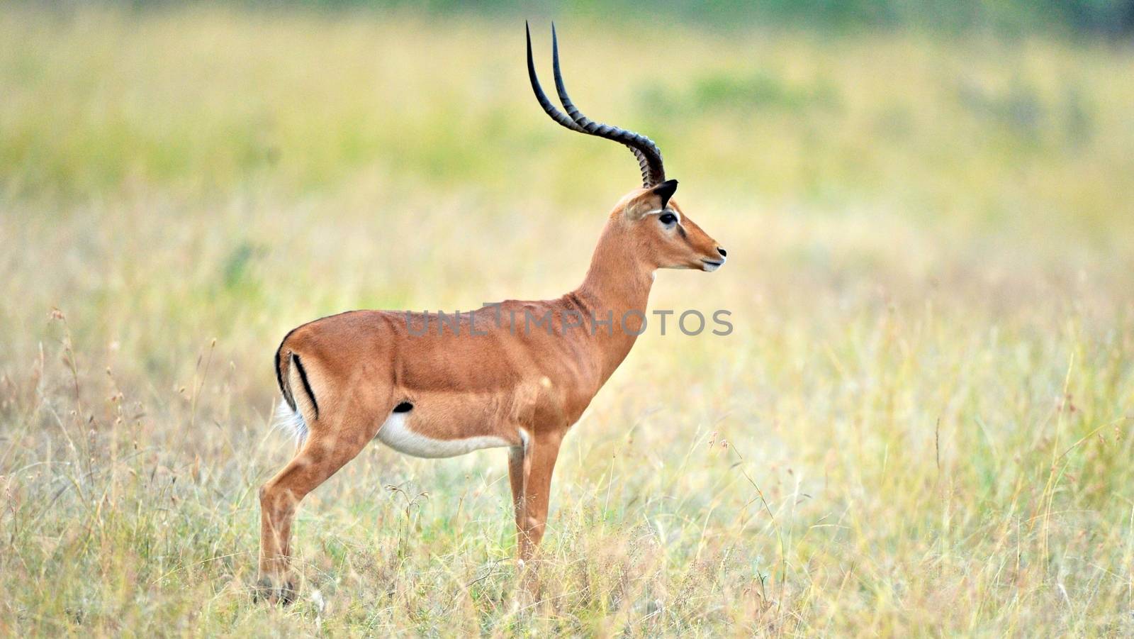 impala in the wild by moizhusein