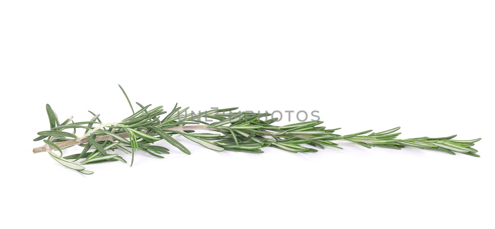 Rosemary isolated. Isolated on a white background.