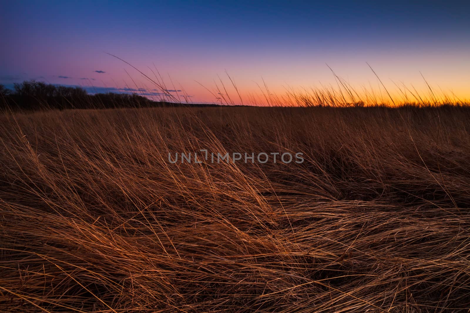 Prairie grass being lit by the sunset in the dusk lighting.