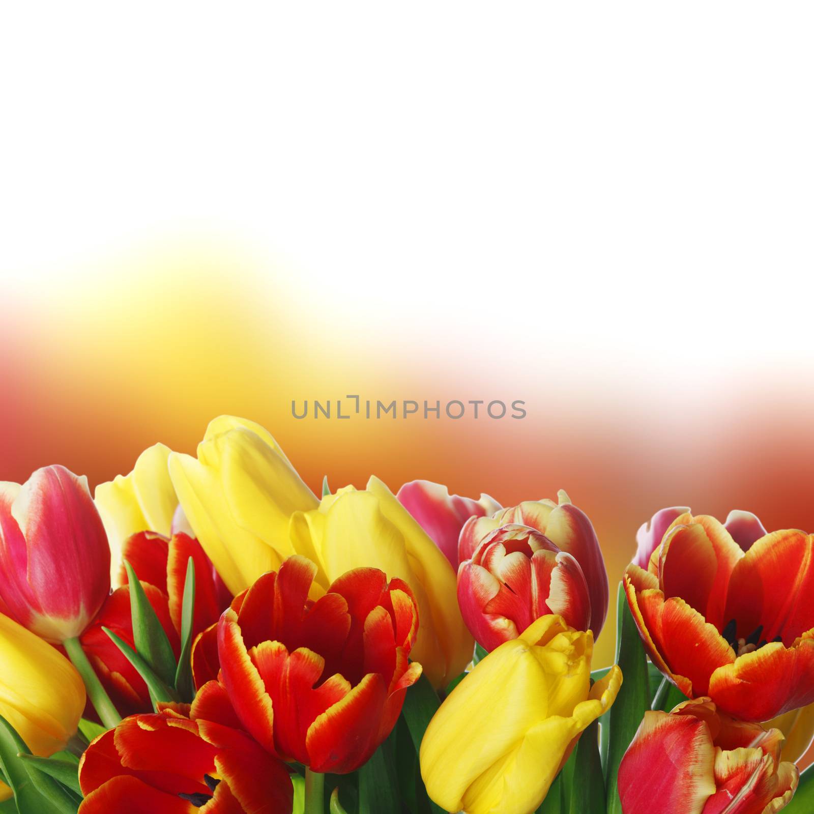 Photograph of bouquet of colorful tulips with white copy space