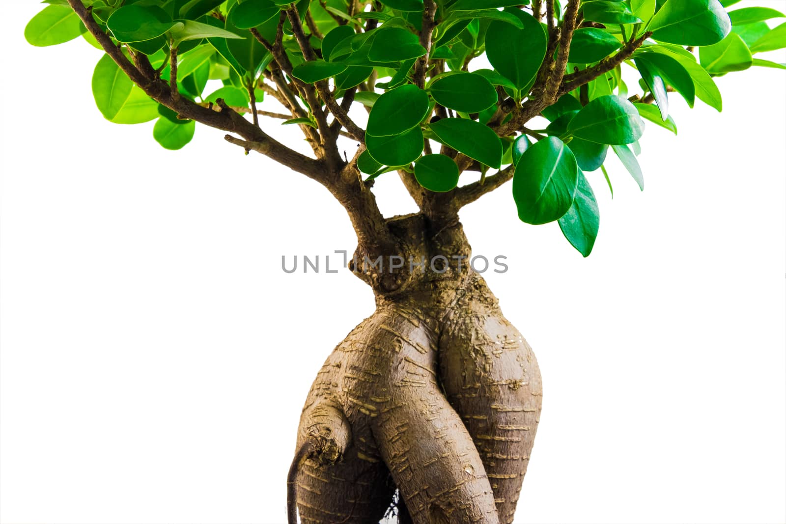 Green tree detail isolated on white background