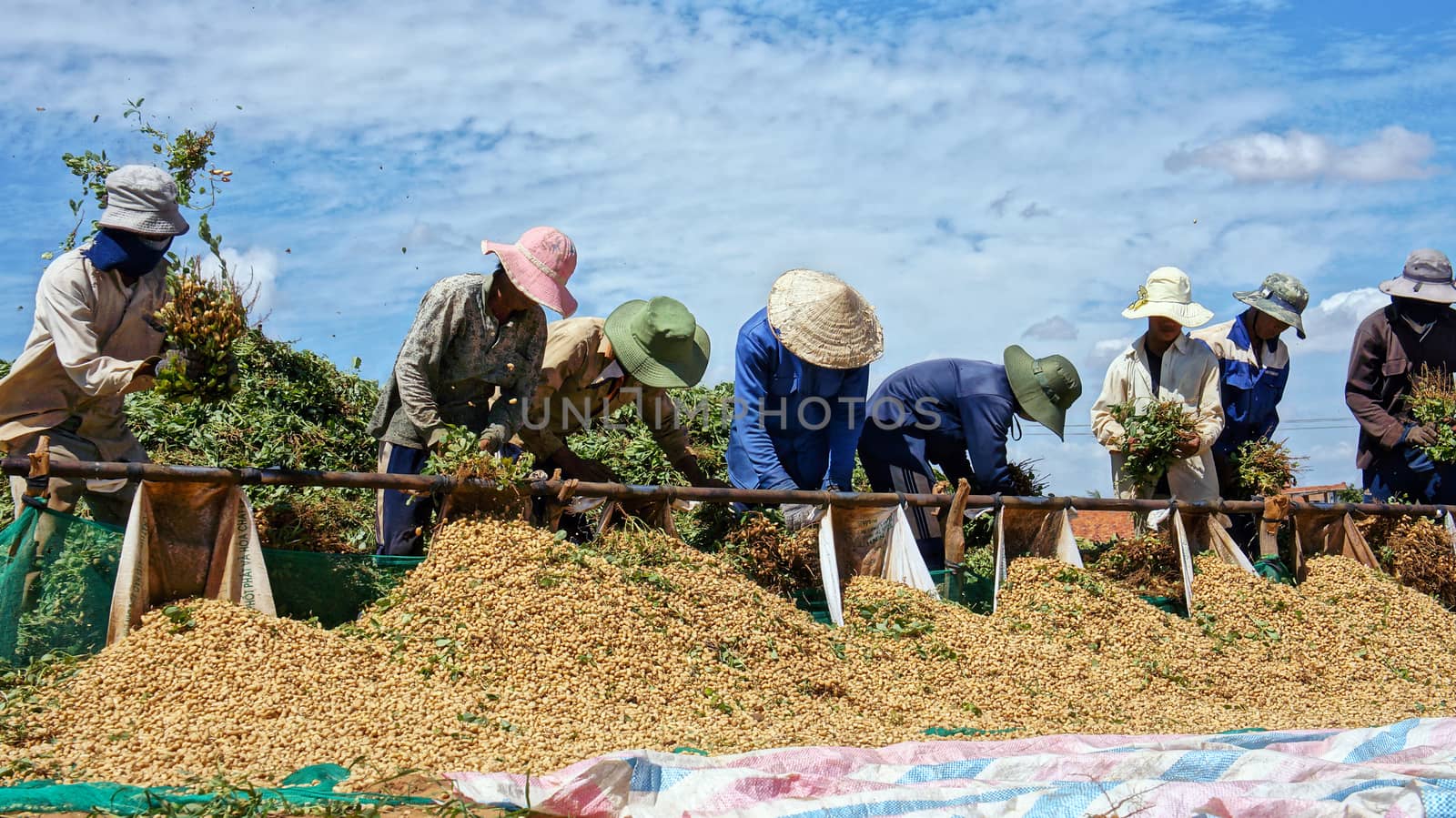 Under blue sky, farmers harvest peanut tree on the large area by take them out  of underground, peanut grain fall in pile. February 3, 2013