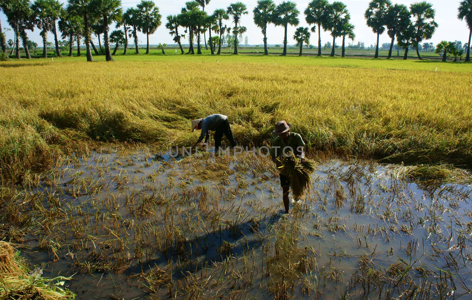 Farmers harvesting rice on farmland by xuanhuongho