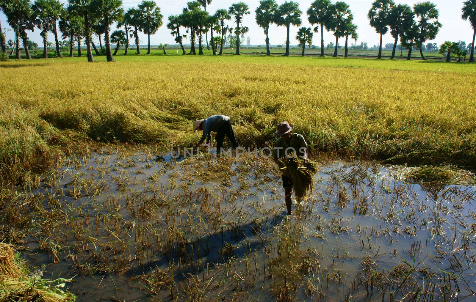 AN GIANG, VIET NAM, NOVEMBER 14: Farmers harvesting rice on farmland, they  work in manual, cut every bunch of rice to harvest in An Giang, Viet Nam on November 14, 2013