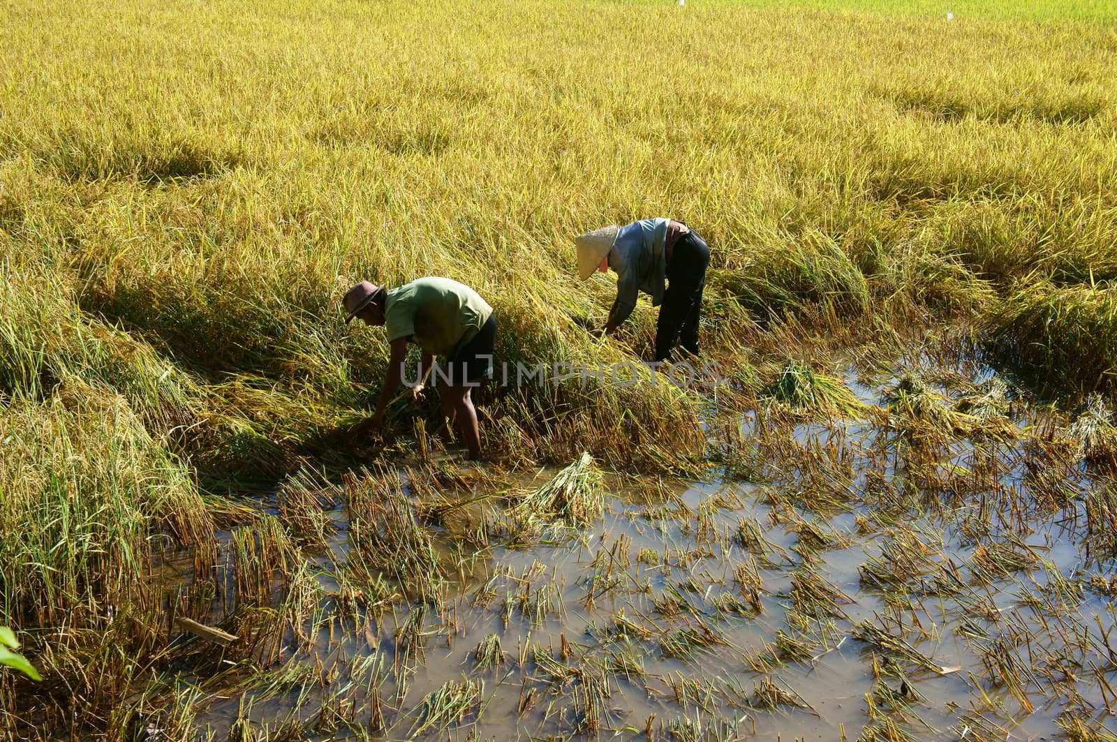 Farmers harvesting rice on plantation by xuanhuongho