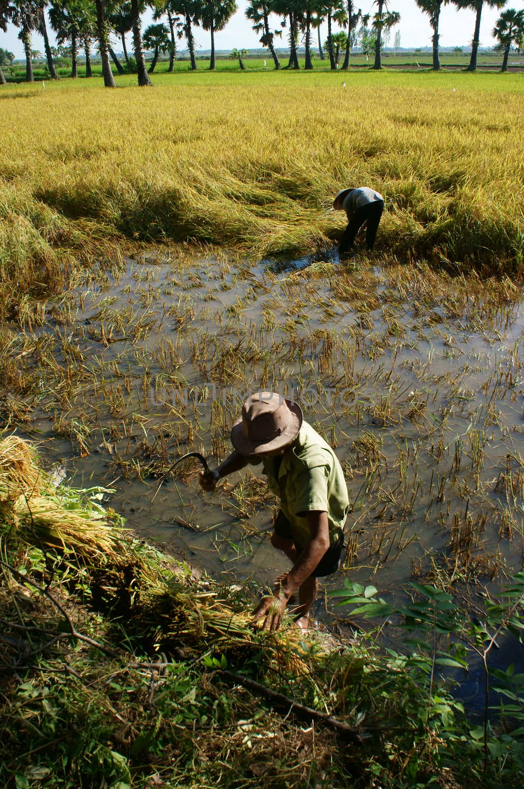 Farmers harvest rice on paddy field by xuanhuongho