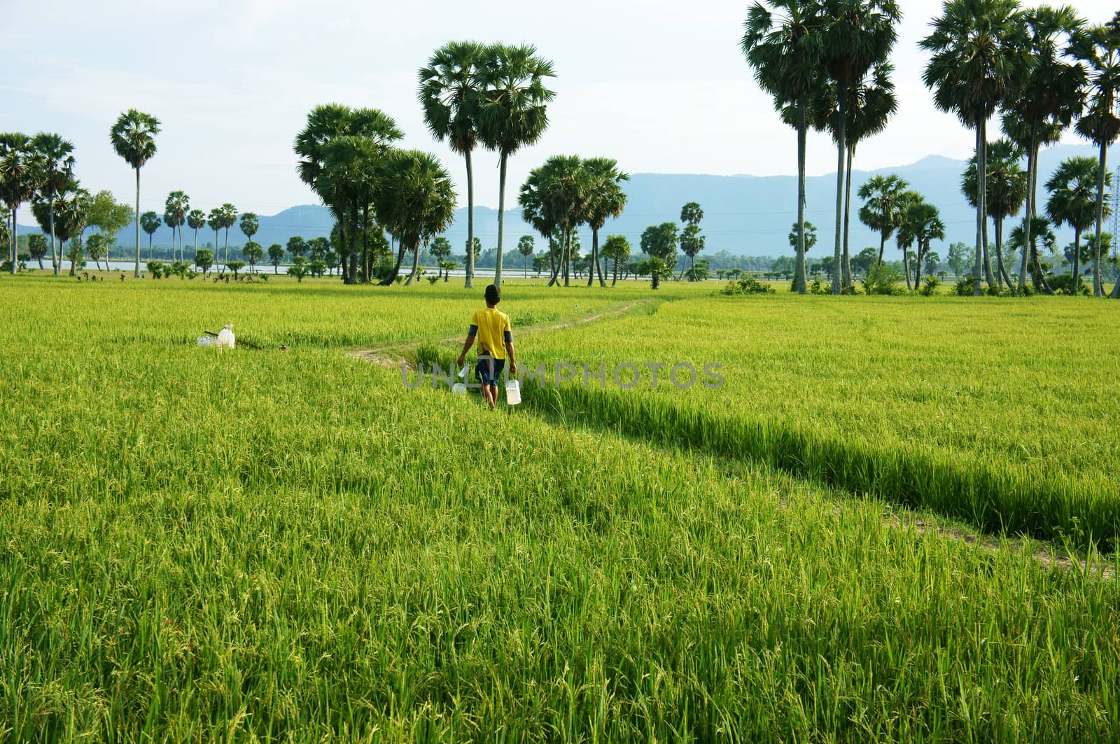 AN GIANG, VIET NAM- NOV 14: Farmer walking on the path between green rice field in An Giang, Viet Nam on Nov 14, 2013