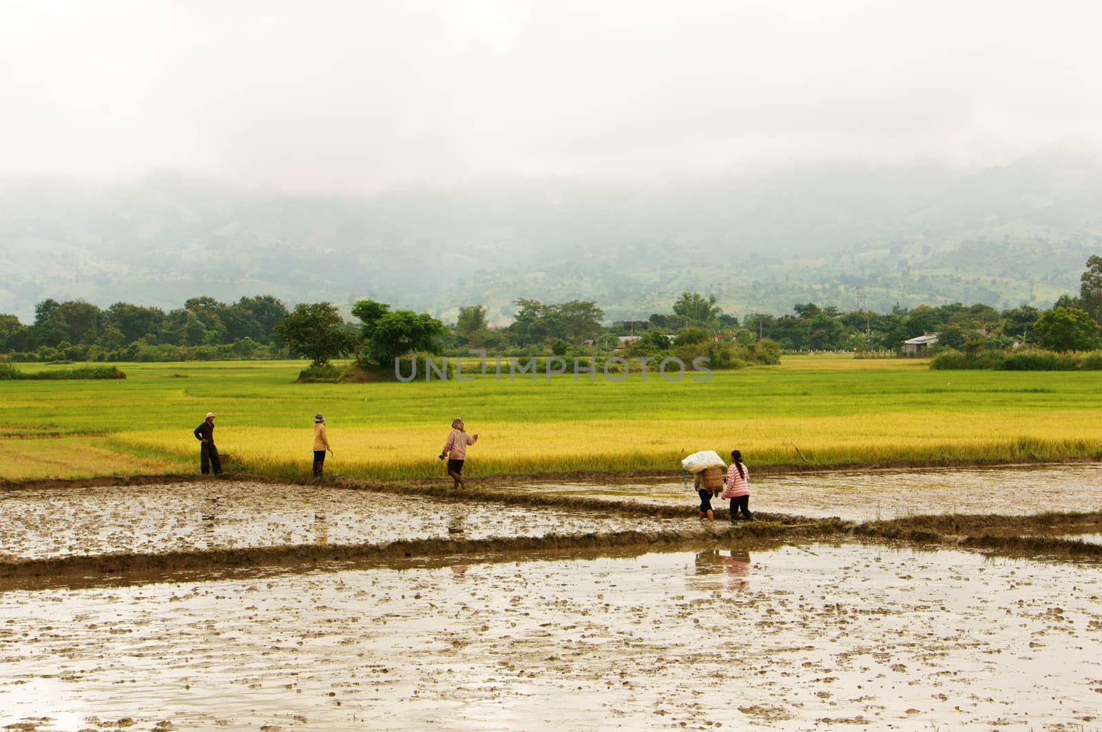 farmer walking on rice field by xuanhuongho