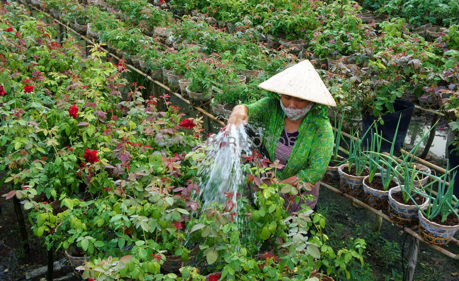 SA DEC, VIET NAM - JAN 26: Vietnamese farmer watering on flower garden, roses blossom in bright red, ready for tet (lunar new year) occasion in Sadec - place supply large flower- Vietnam, Jan 26, 2013