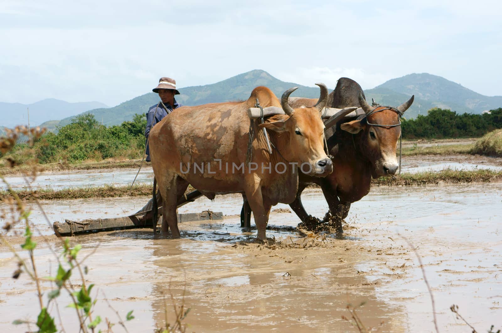  BINH THUAN, VIET NAM- FEBRUARY 4: Farmer with two buffalos ploughing on rice field, February 4, 2013 in Binh Thuan, Viet Nam     